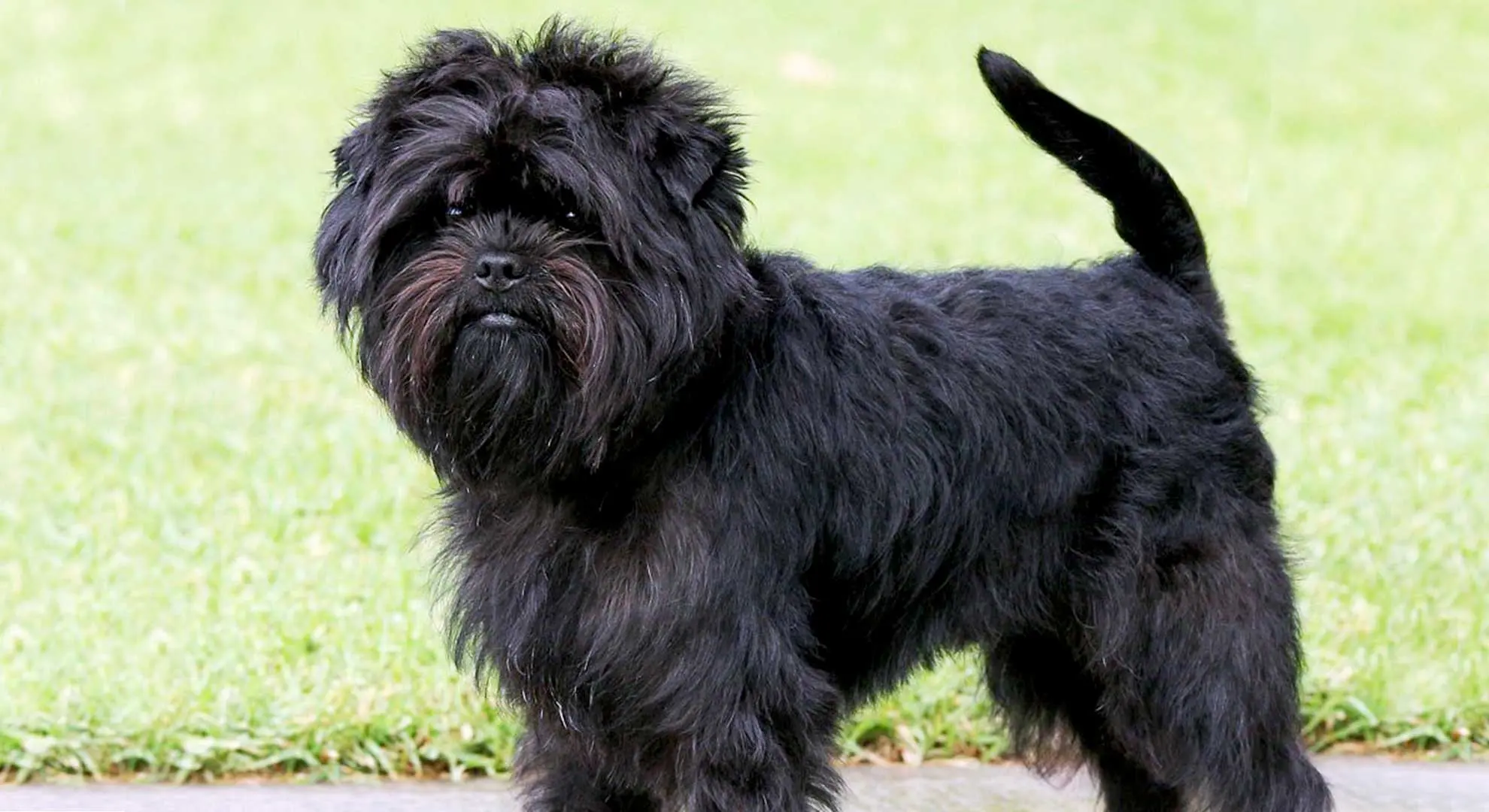 Affenpinscher