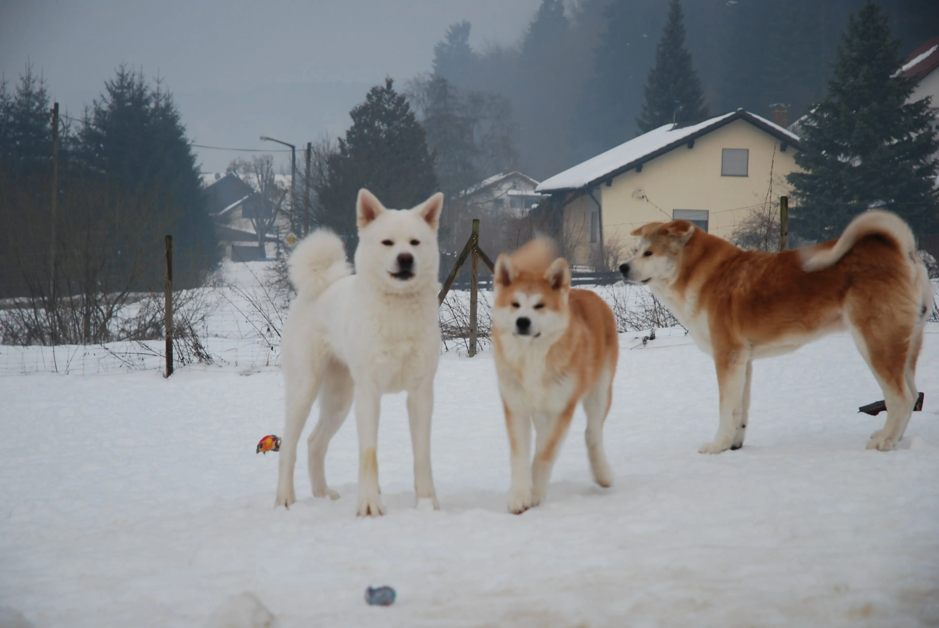 Akita Inu in der Natur