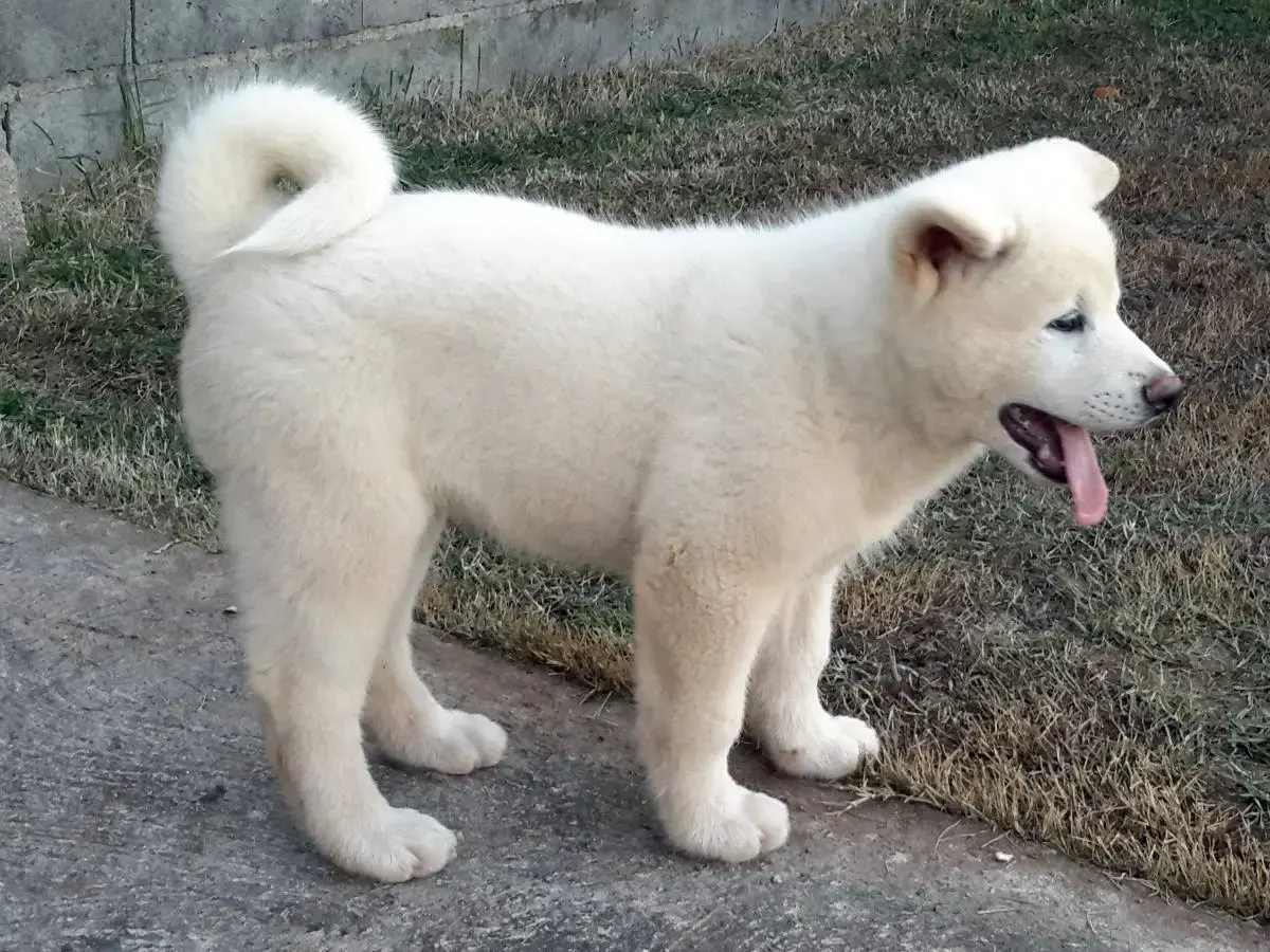 img/akita-inu-japanischer-hund.webp