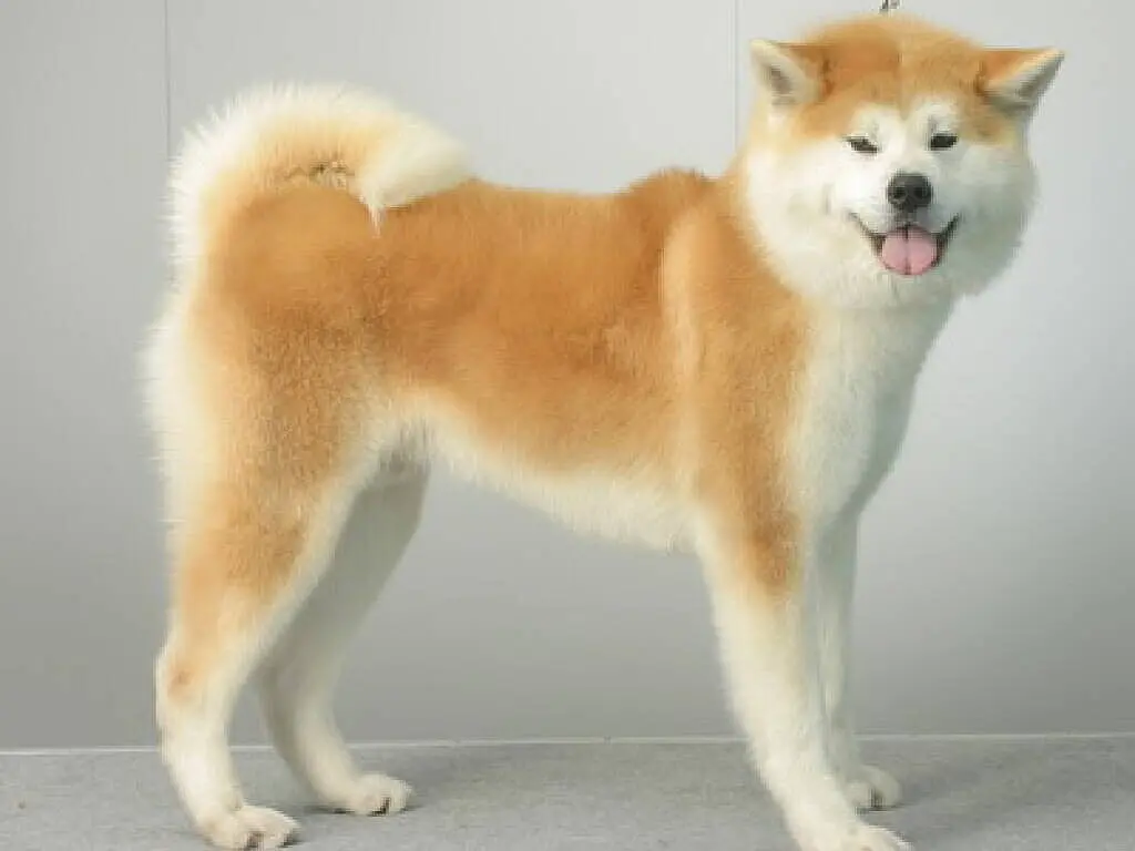 Akita Inu mit Familie