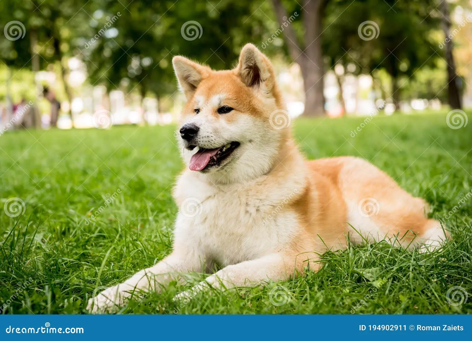 Akita Inu Portrait