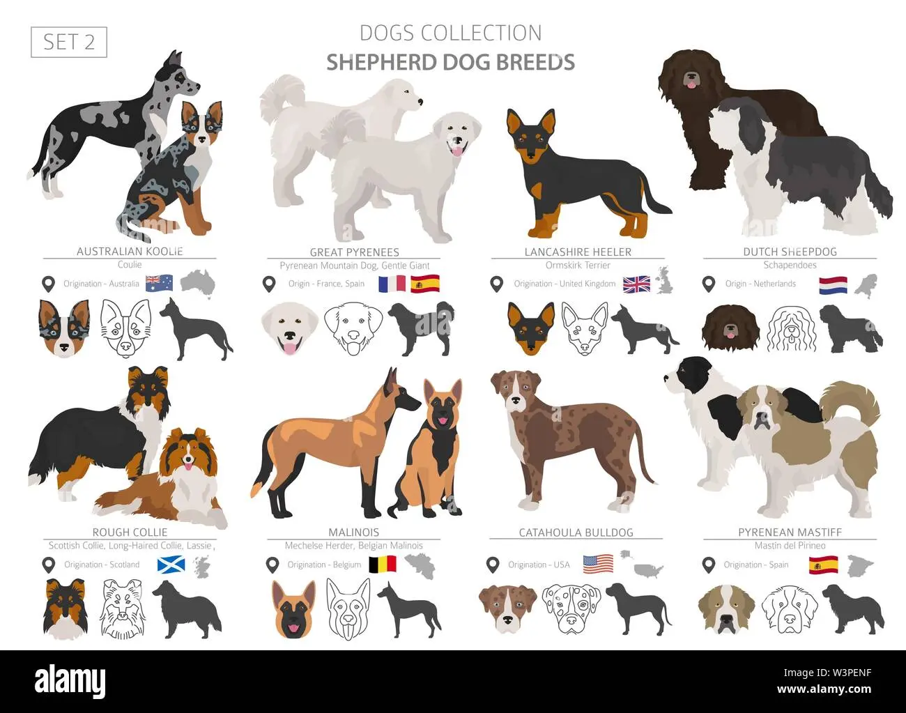 australian shepherd herding sheep