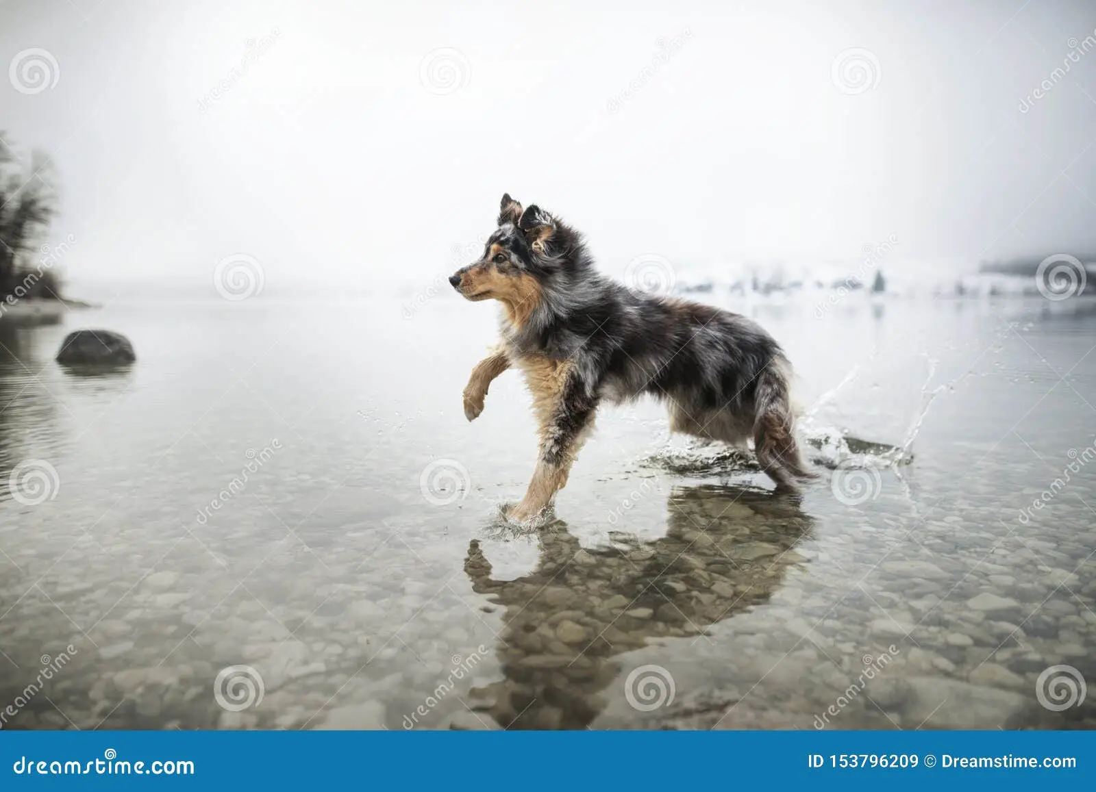 australian shepherd running