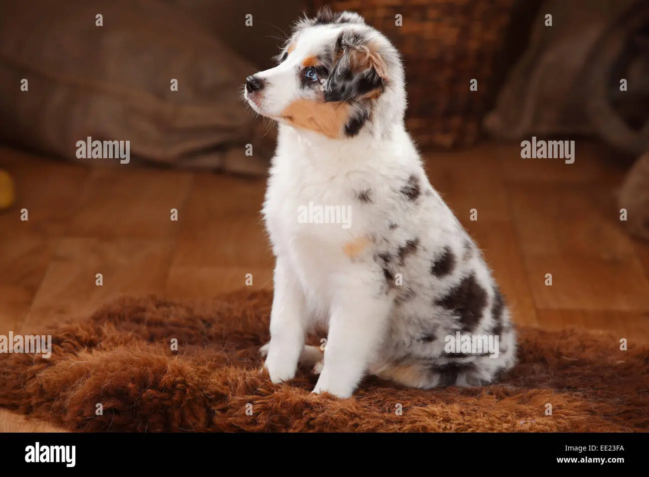 Australian Shepherd Welpe