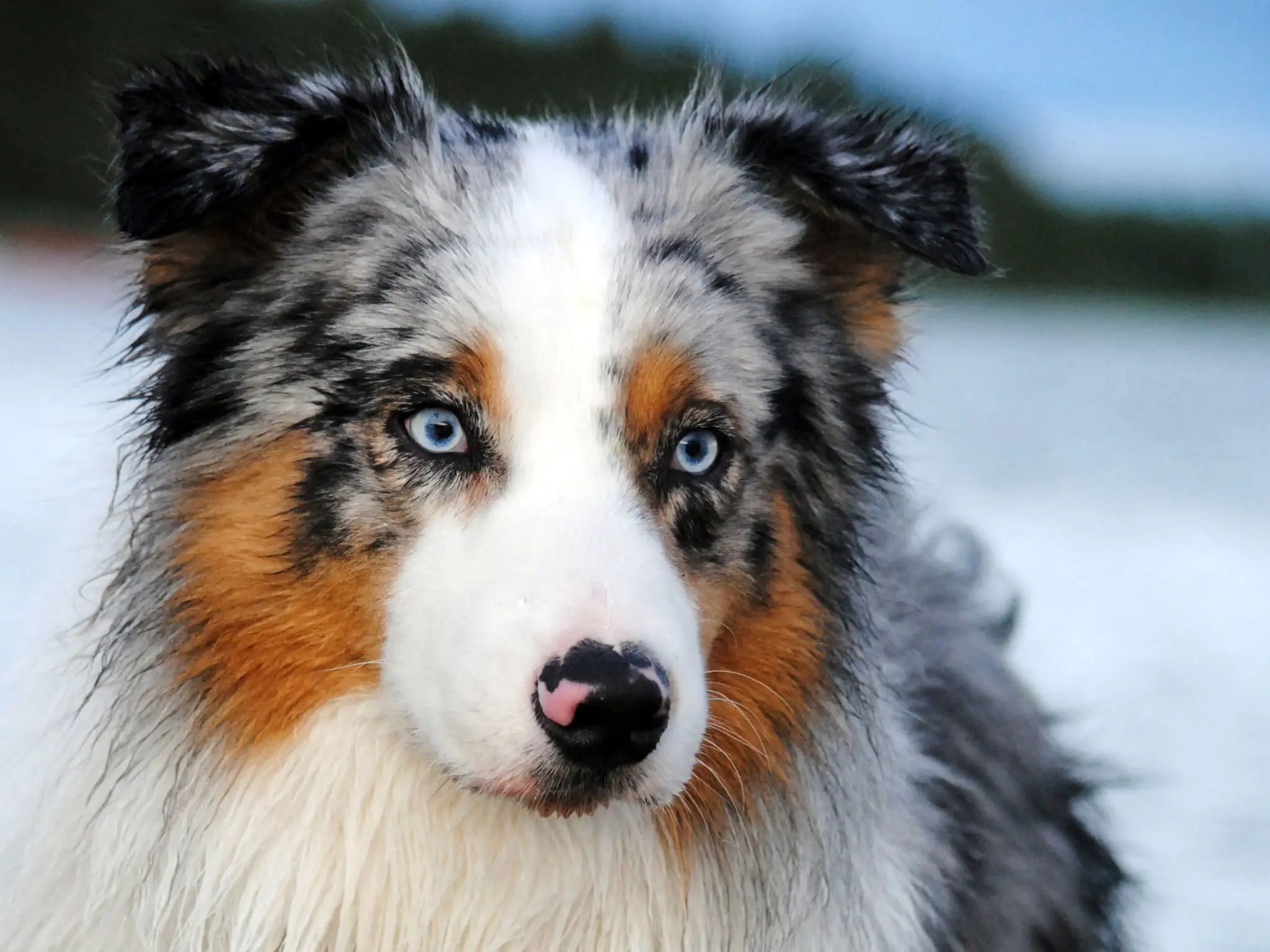Australian Shepherd