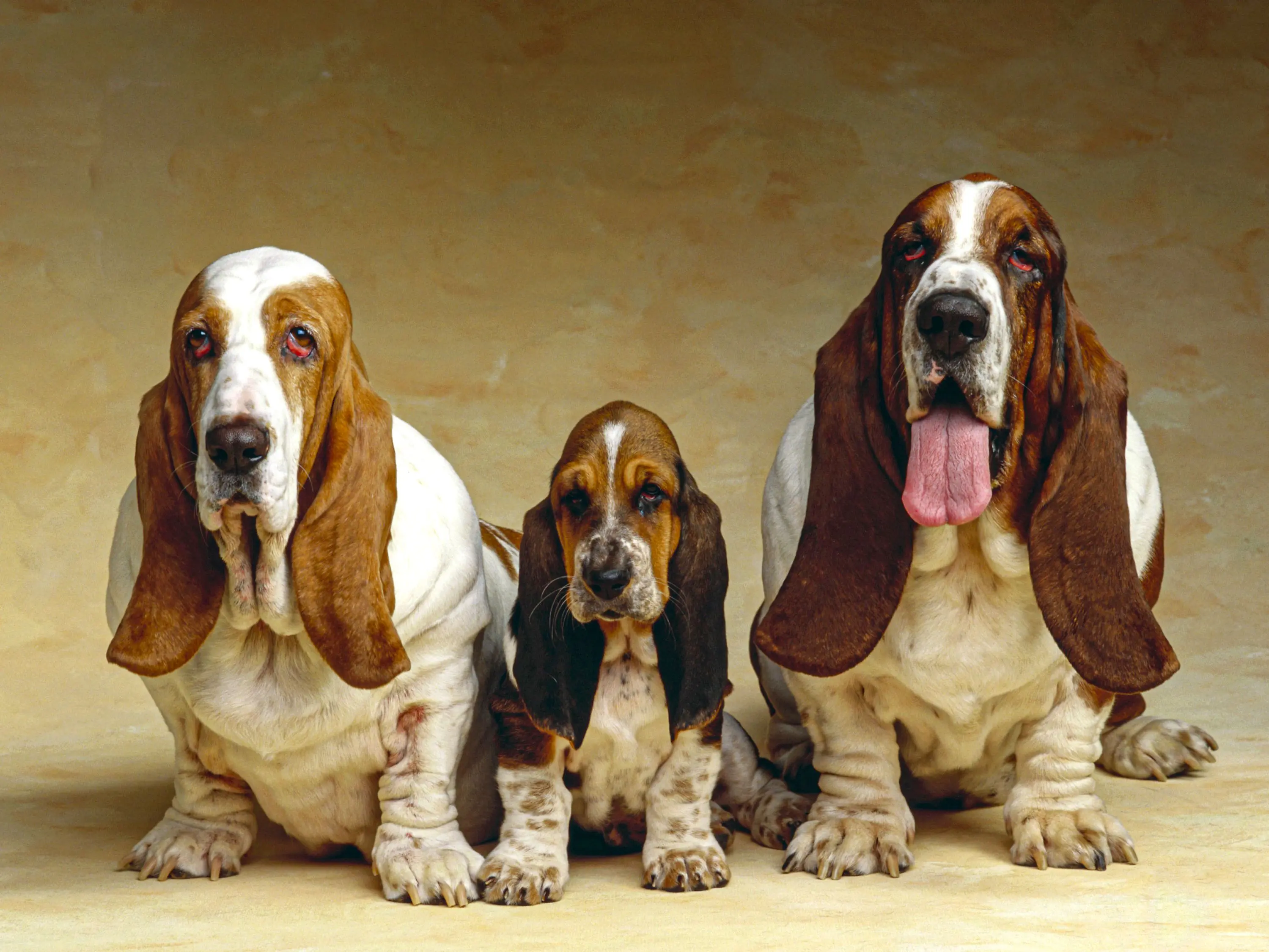 Basset Hound