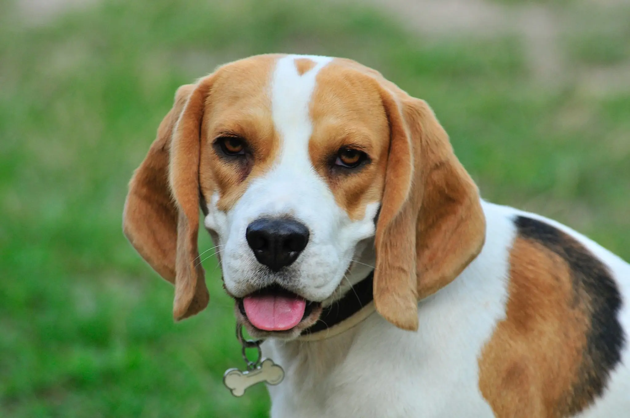 Beagle Hund
