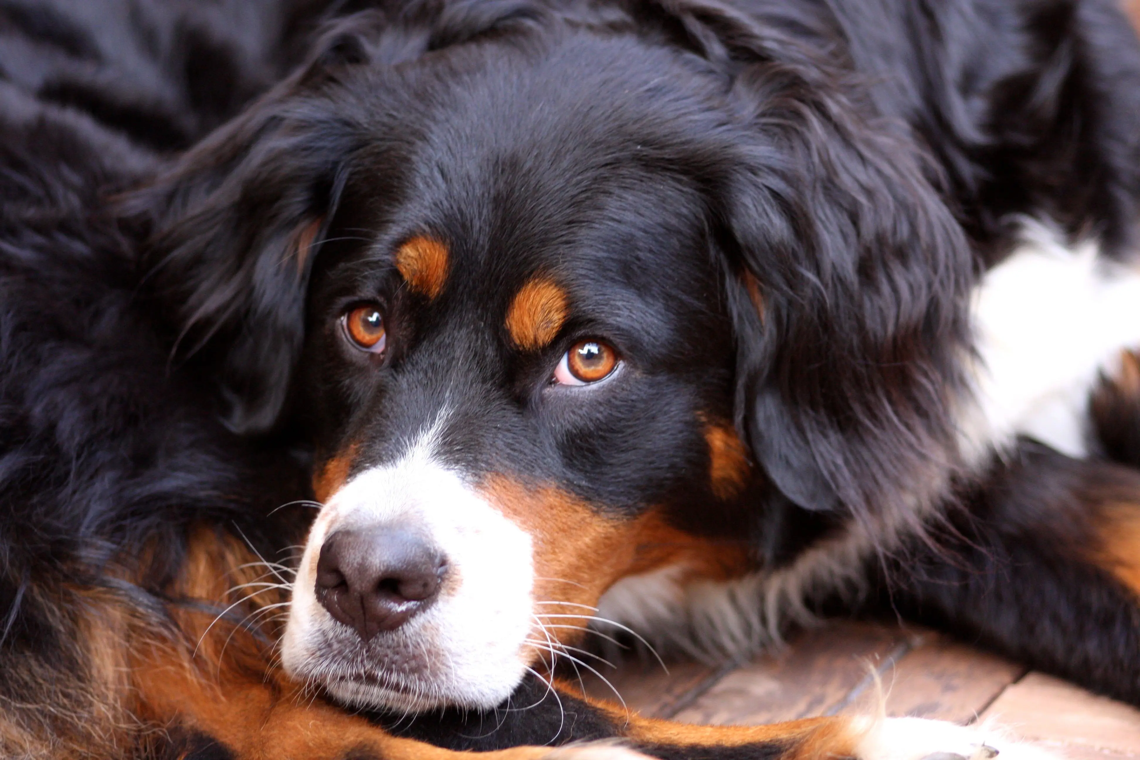 Berner Sennenhund mit Kind