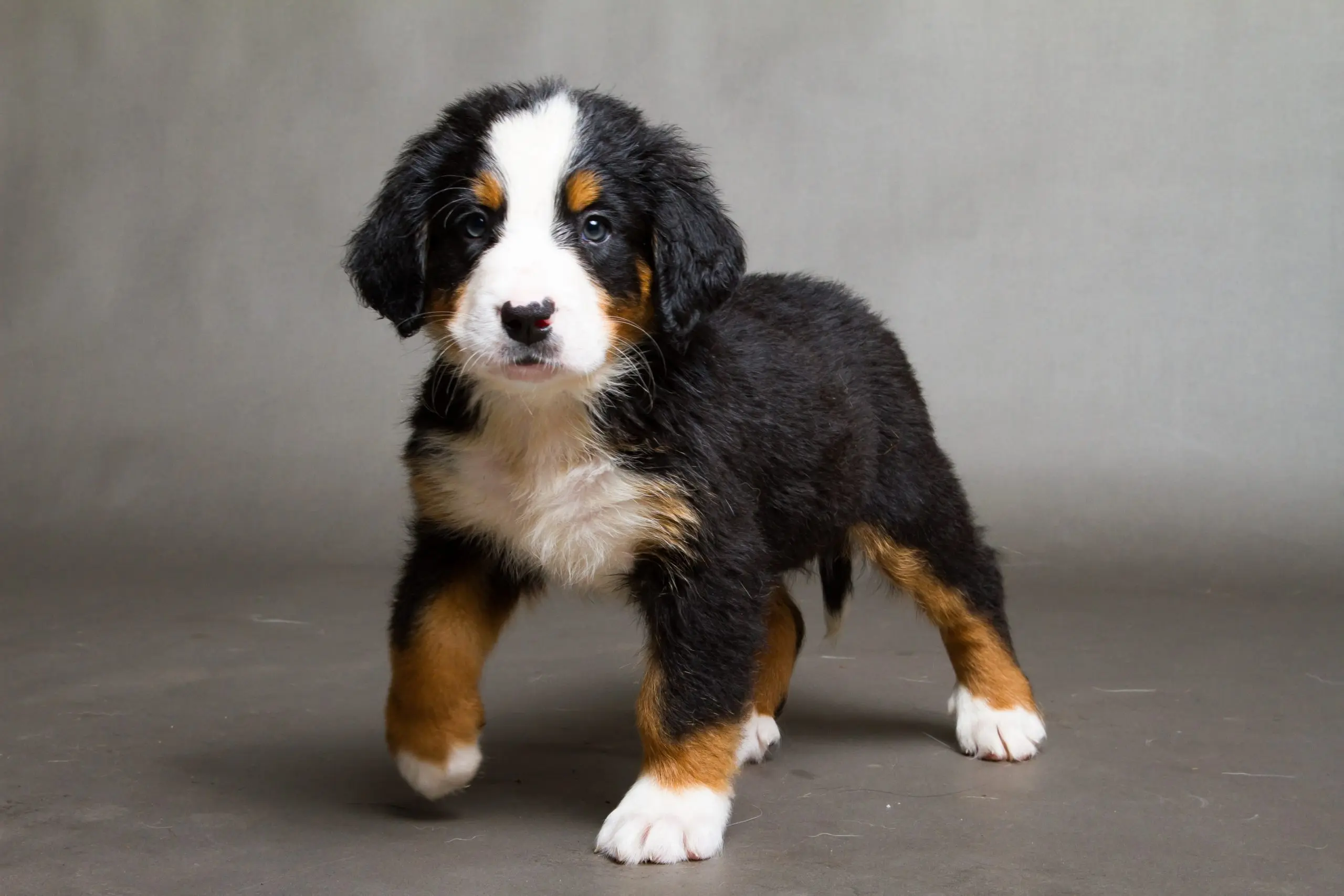 Berner Sennenhund