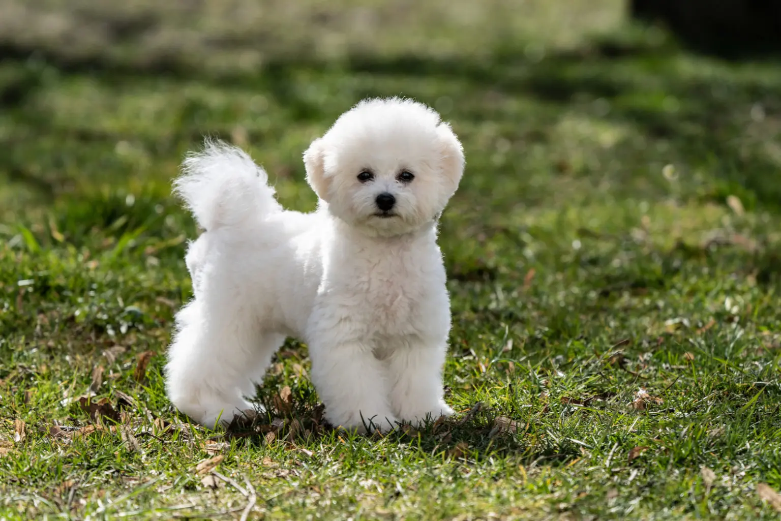 Bichon Frisé