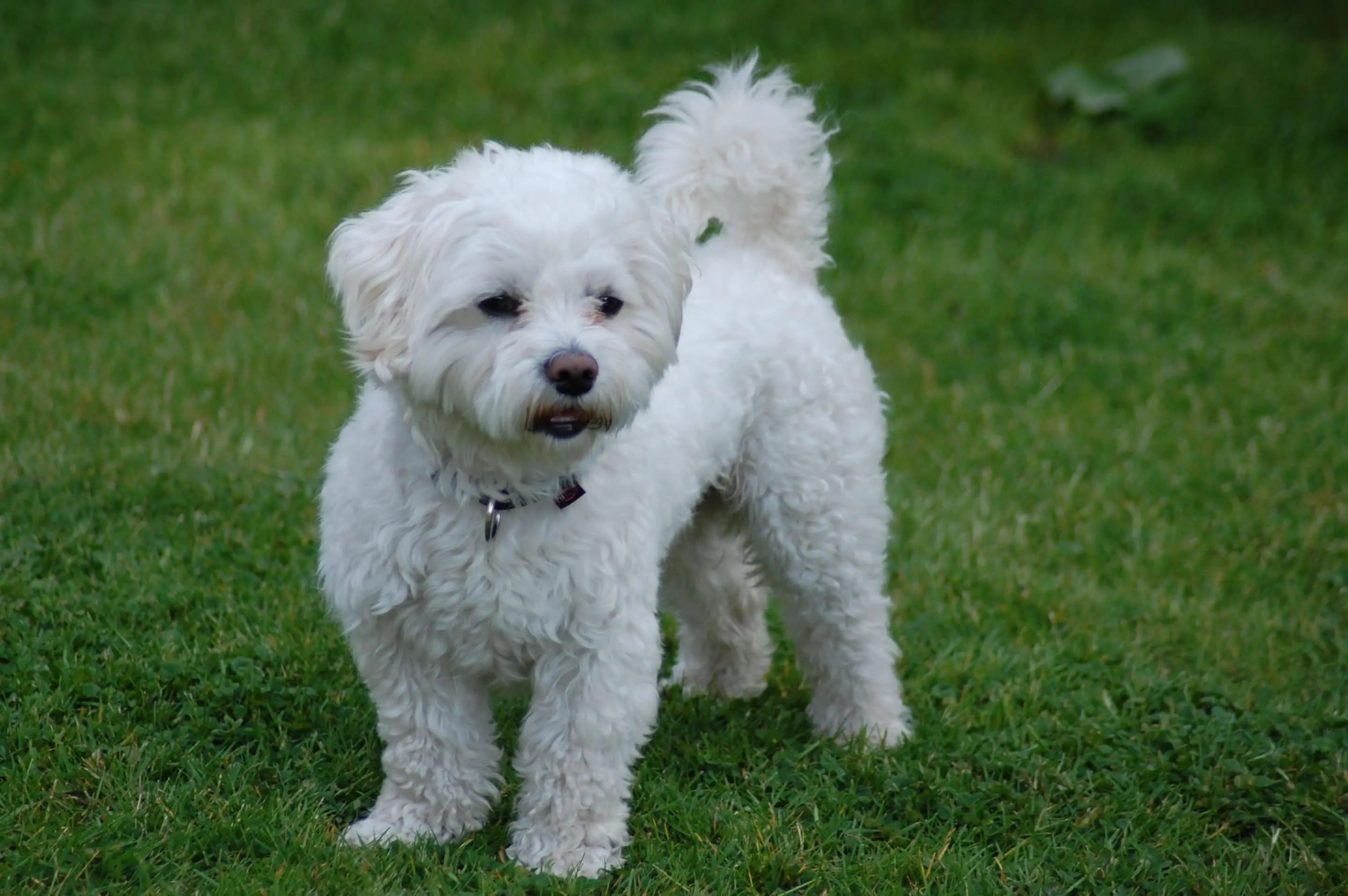 Bichon Frise Hund