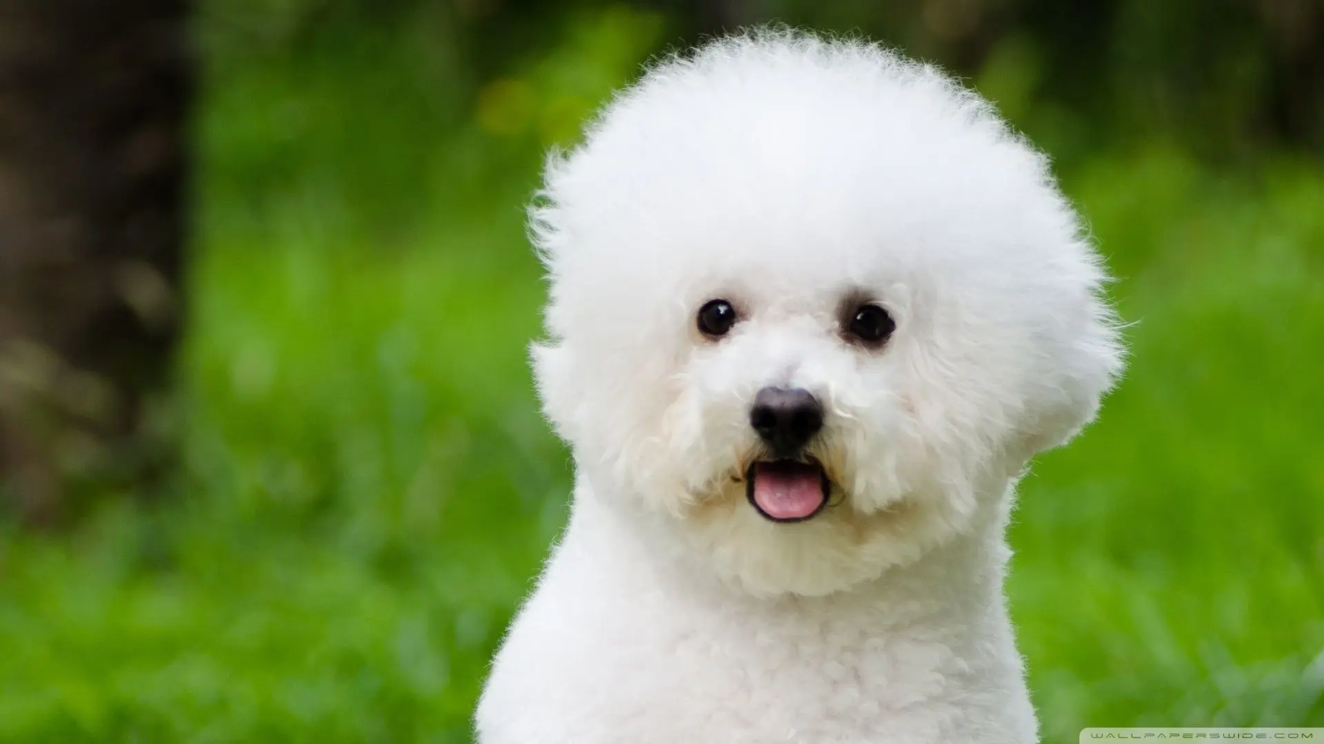 Bichon Frise