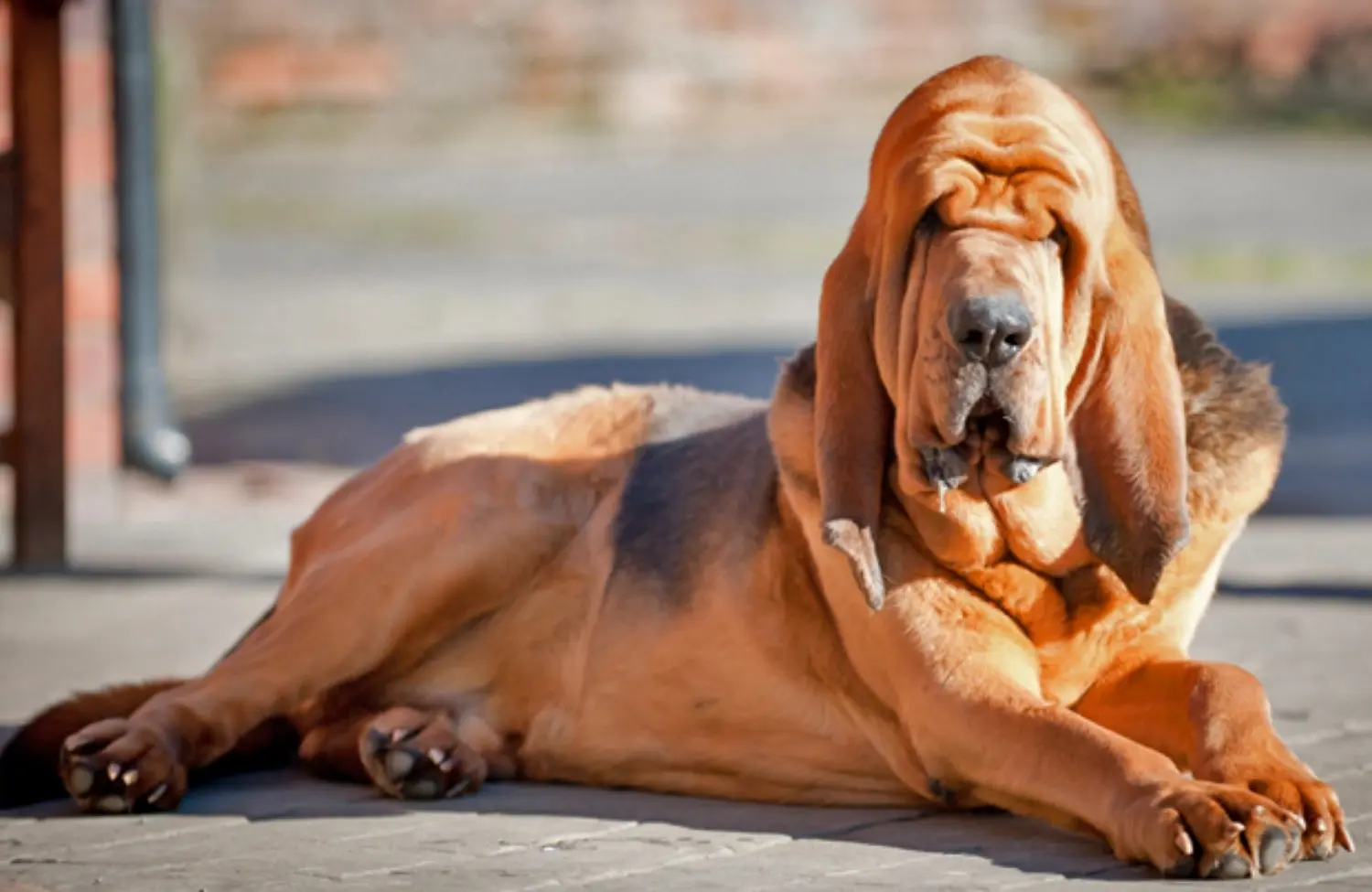 Bloodhound
