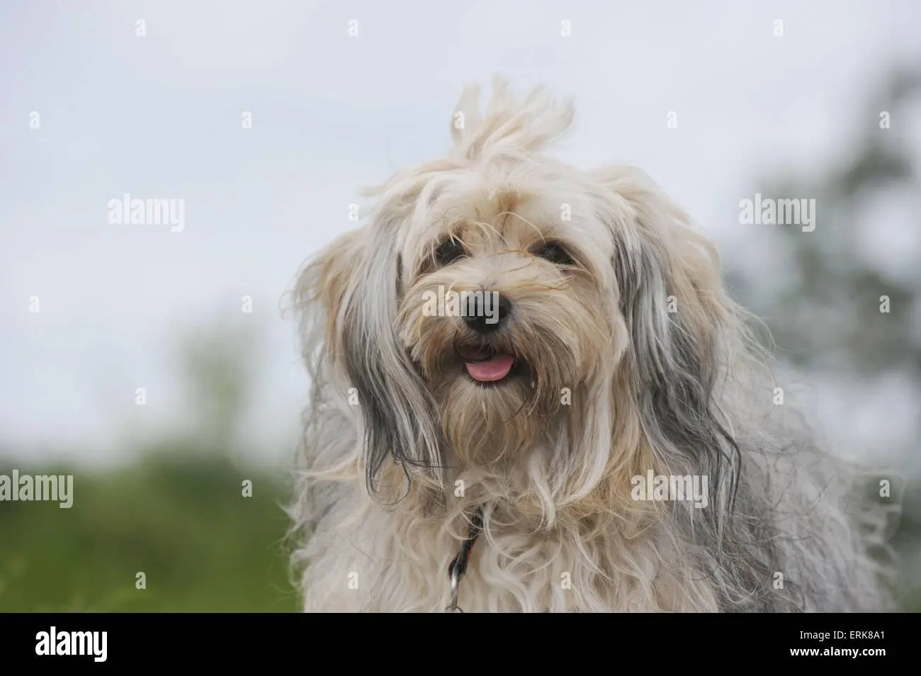 Bolonka Zwetna portrait