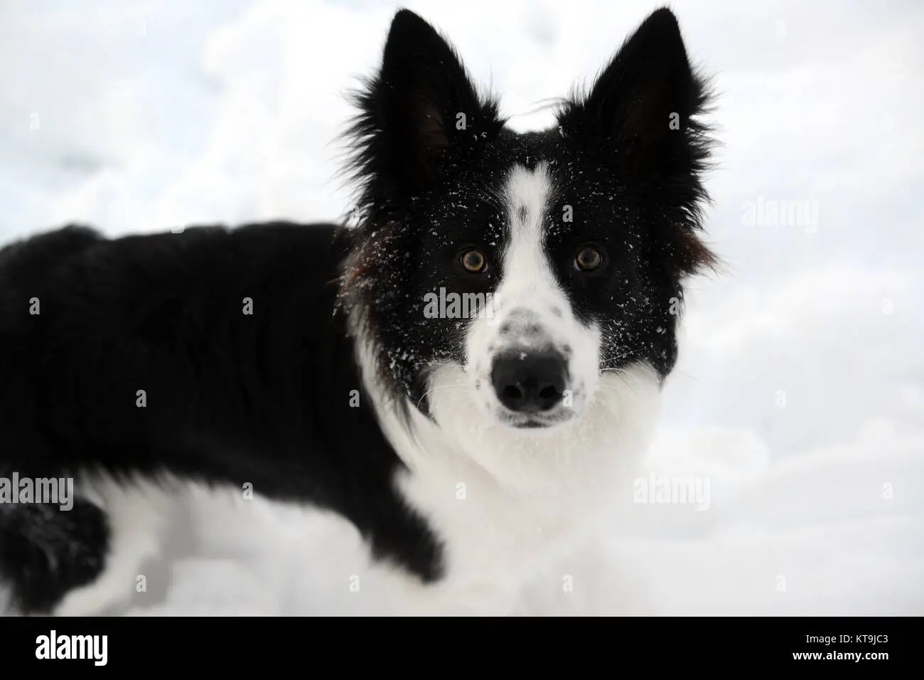 Border Collie im Polizeidienst