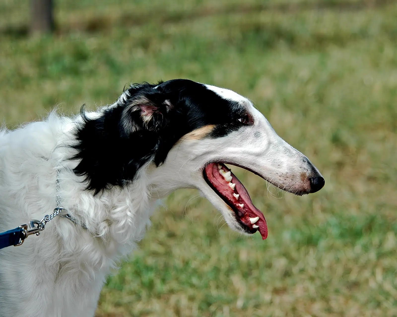 Borzoi