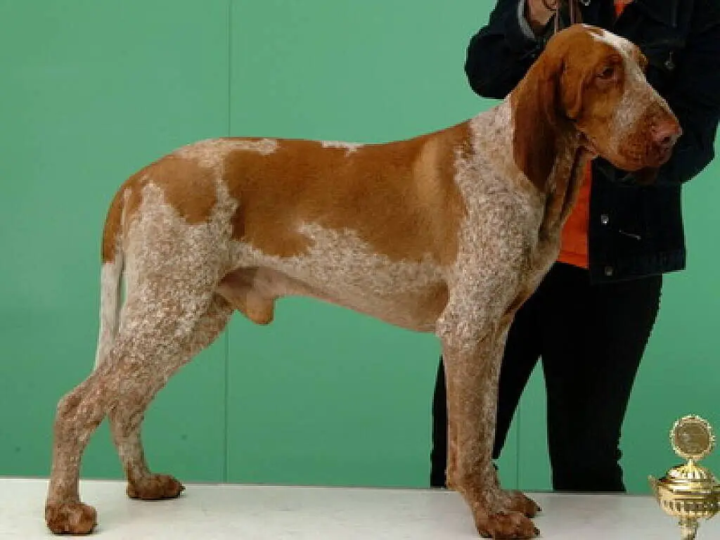 Bracco Italiano