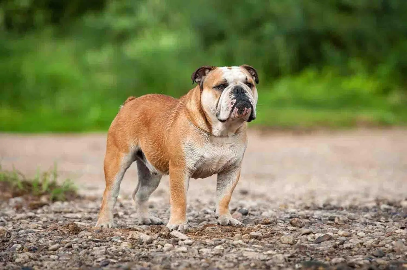 Bulldogge