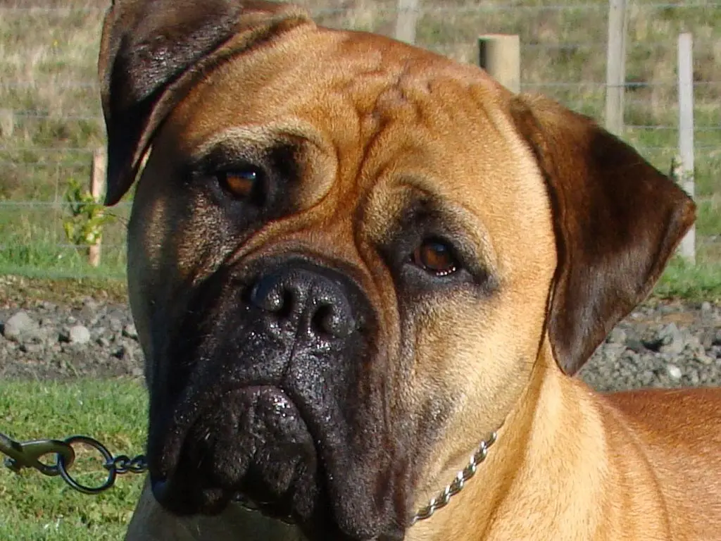 Bullmastiff
