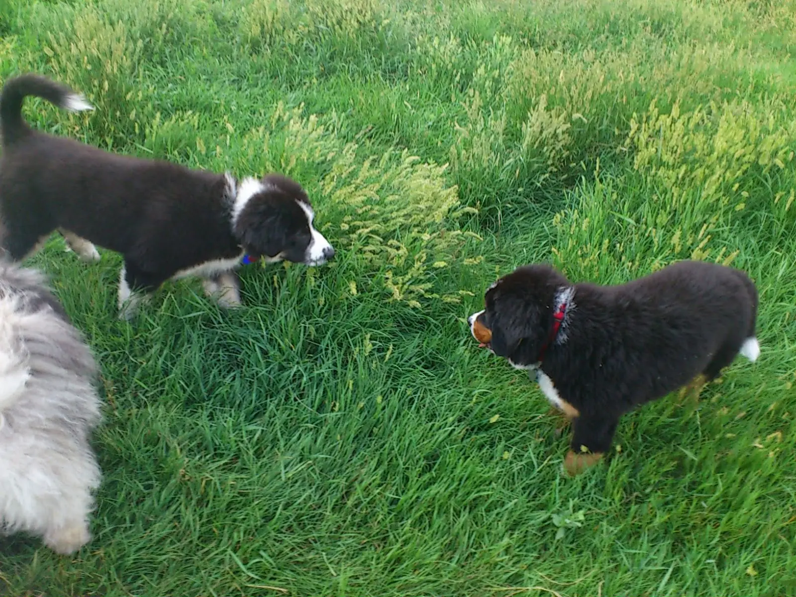 Carpathian Shepherd Dog