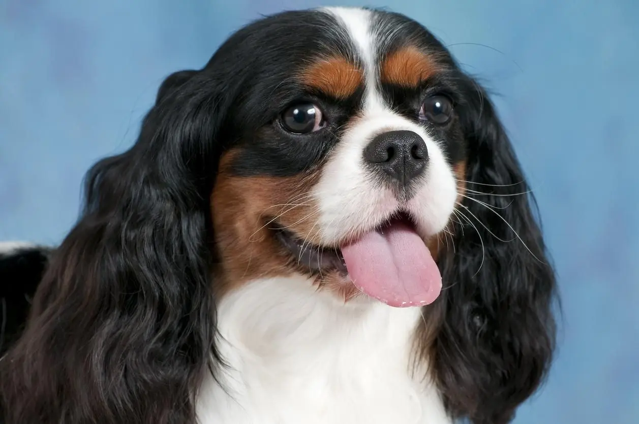 Cavalier King Charles Spaniel Portrait