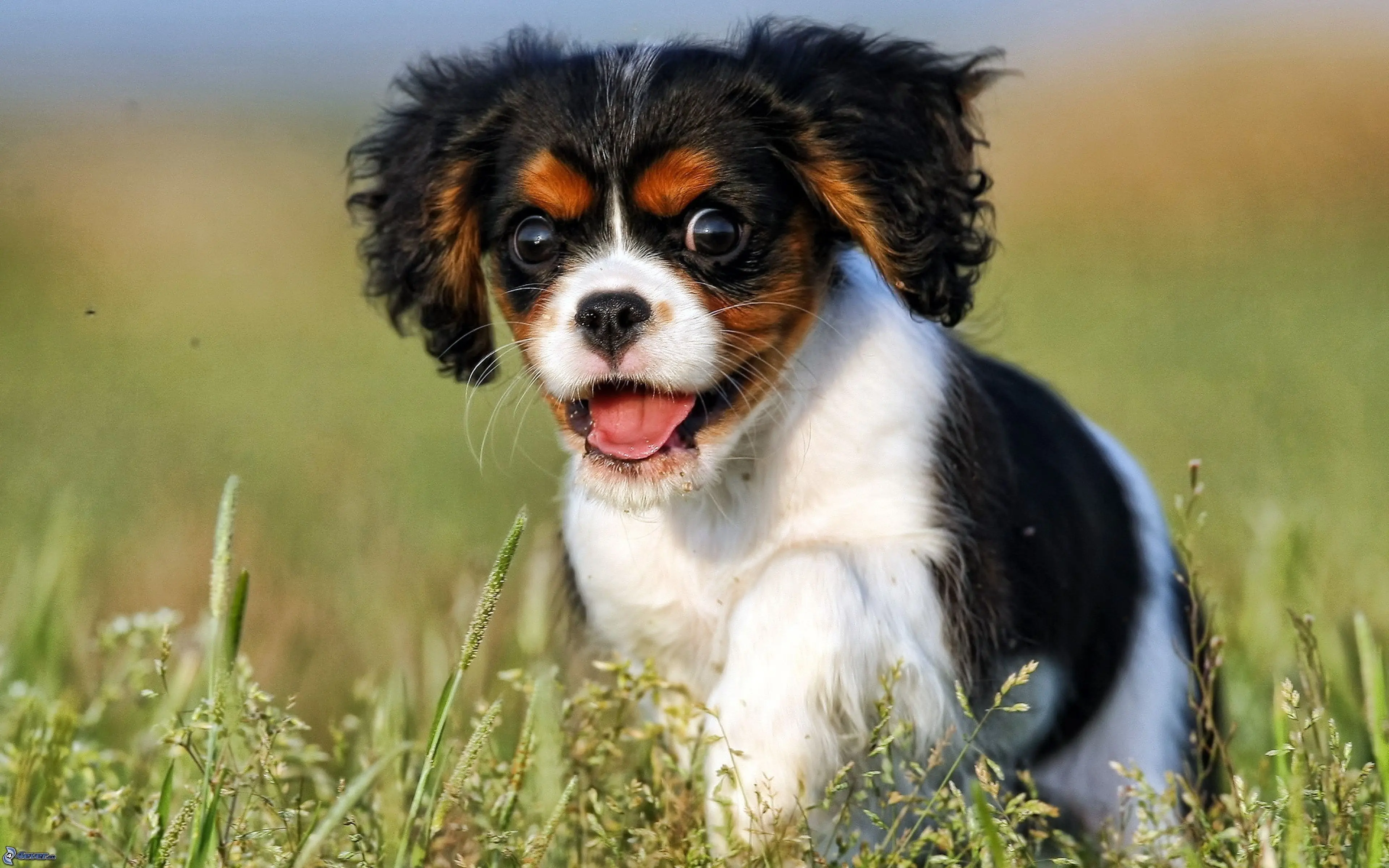 Cavalier King Charles Spaniel