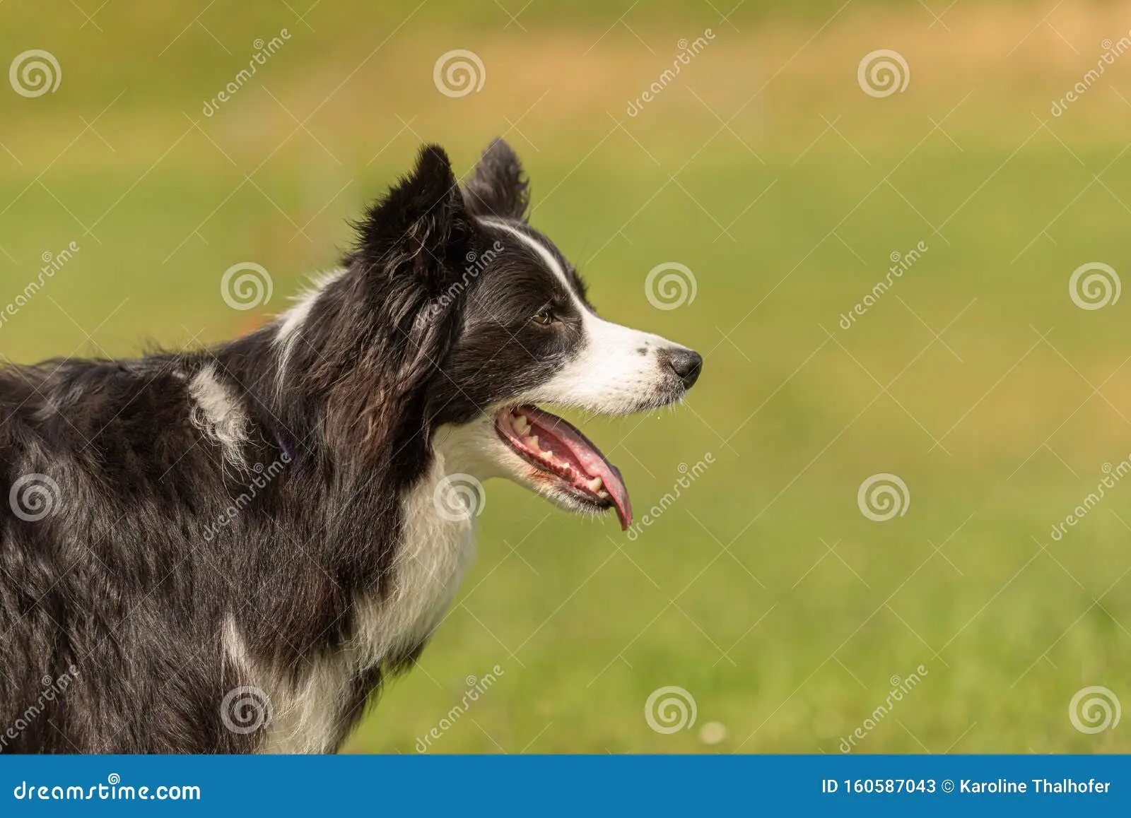 Collie portrait