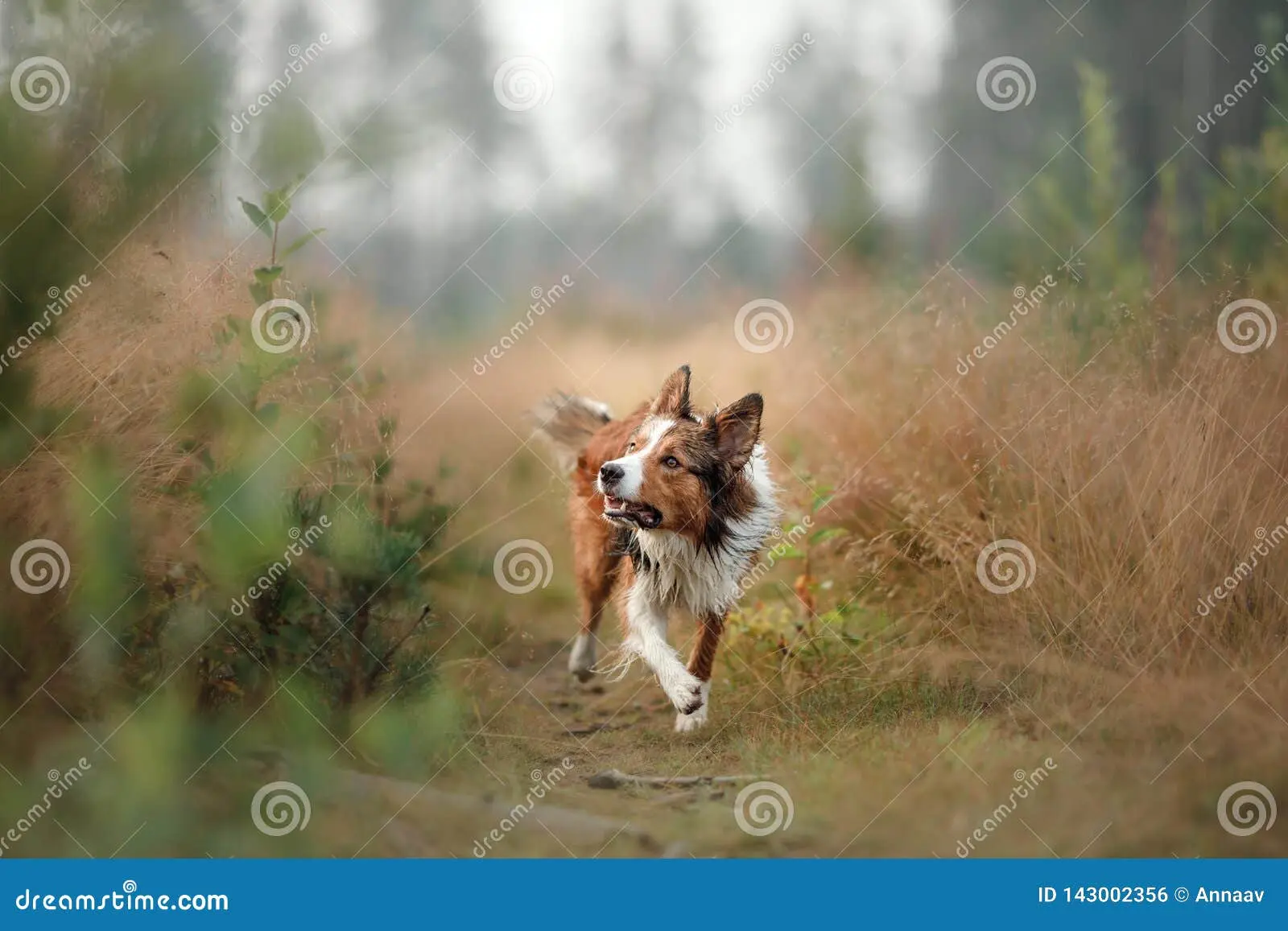 Collie running in field