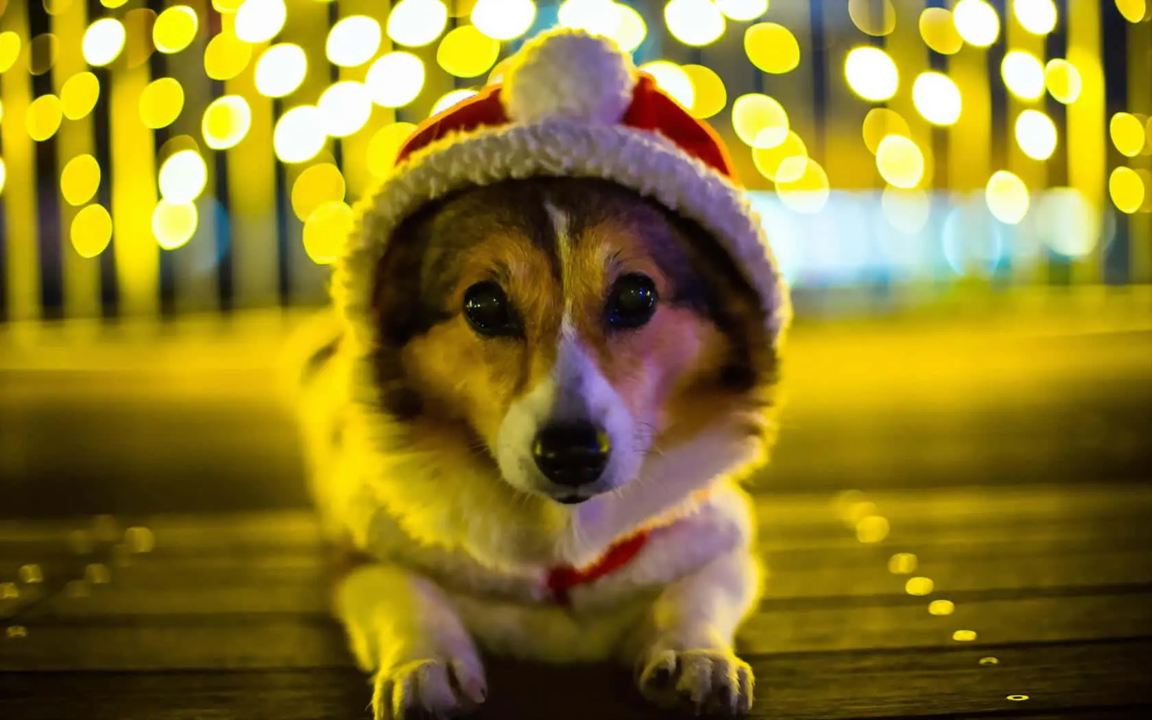 corgi