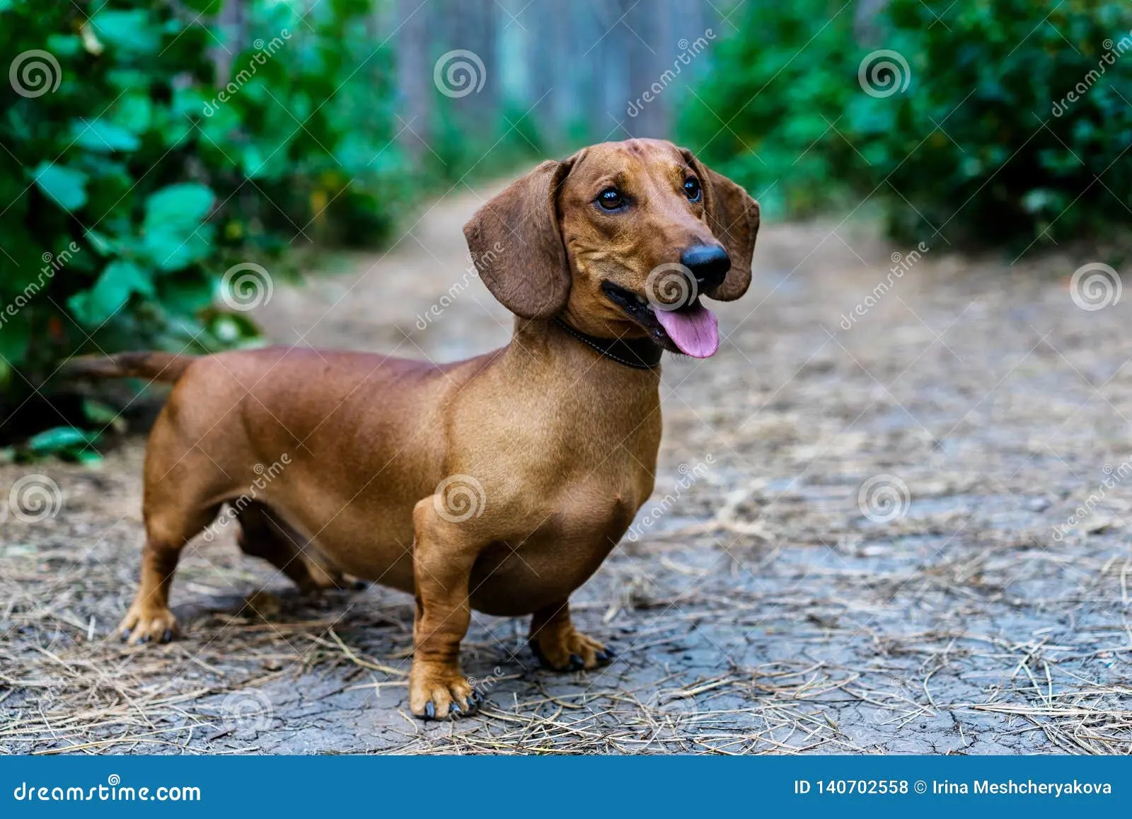 dachshund walking in park