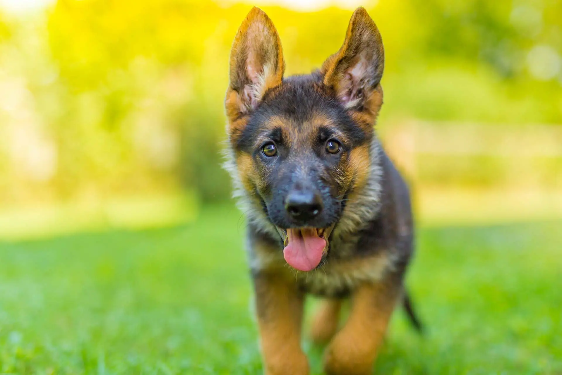 Deutscher Schäferhund