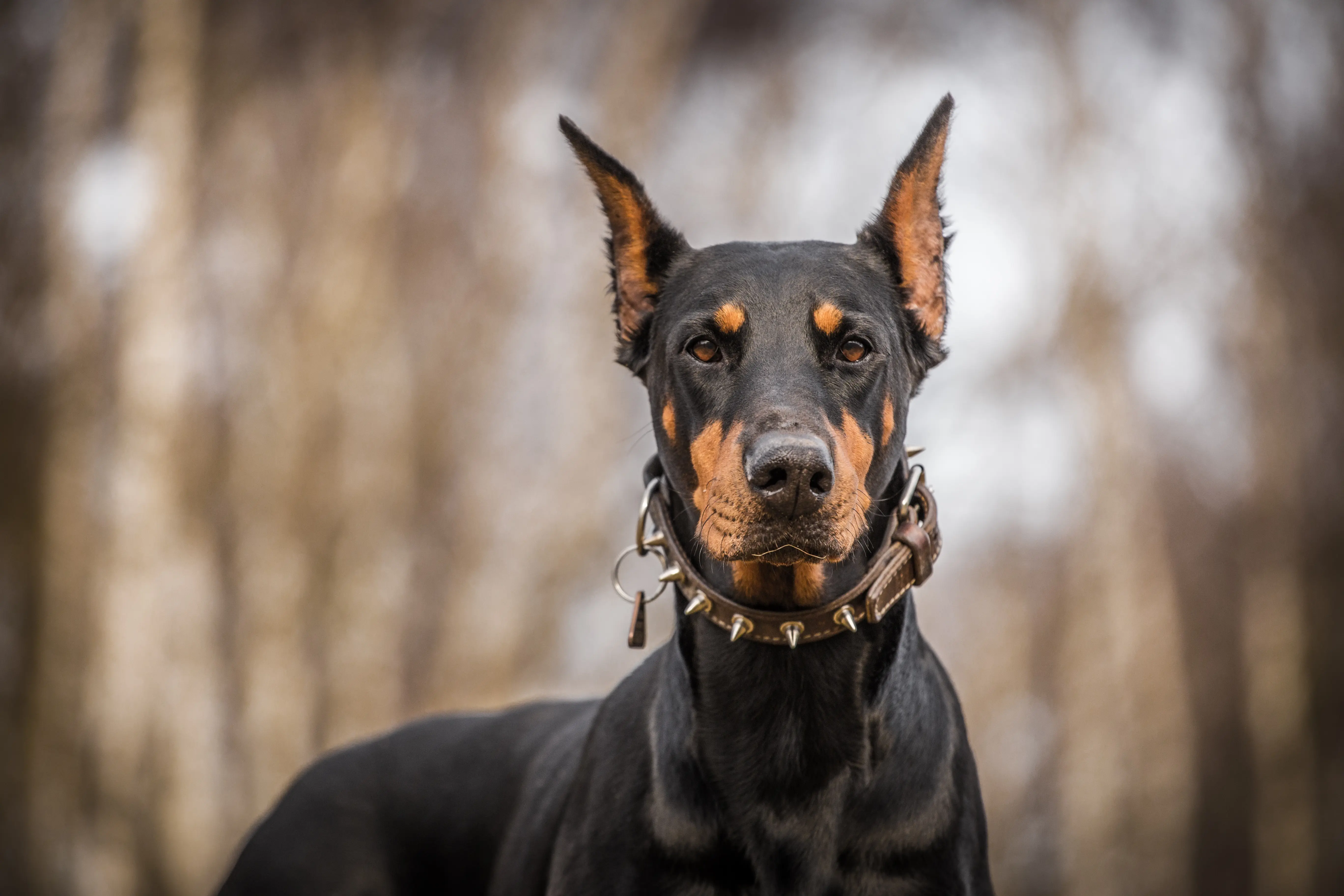 Dobermann Hund