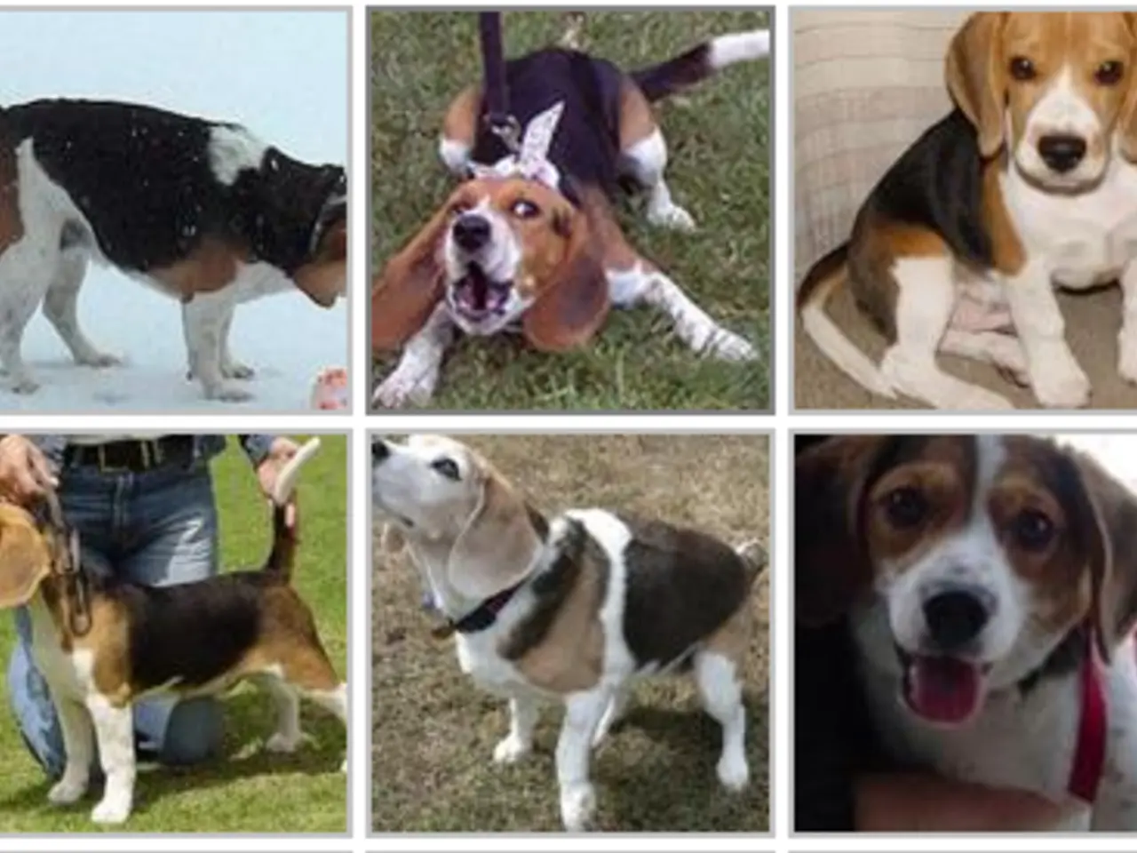 dog breed identifier app screenshot