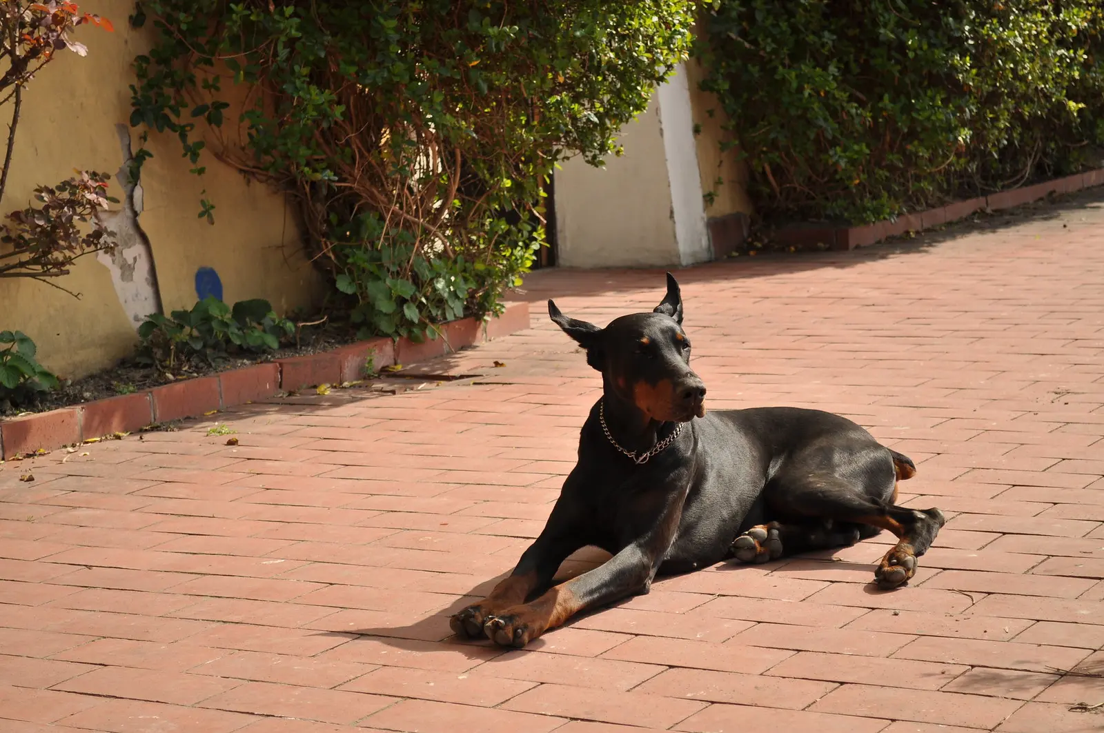 dog scanner app screenshot