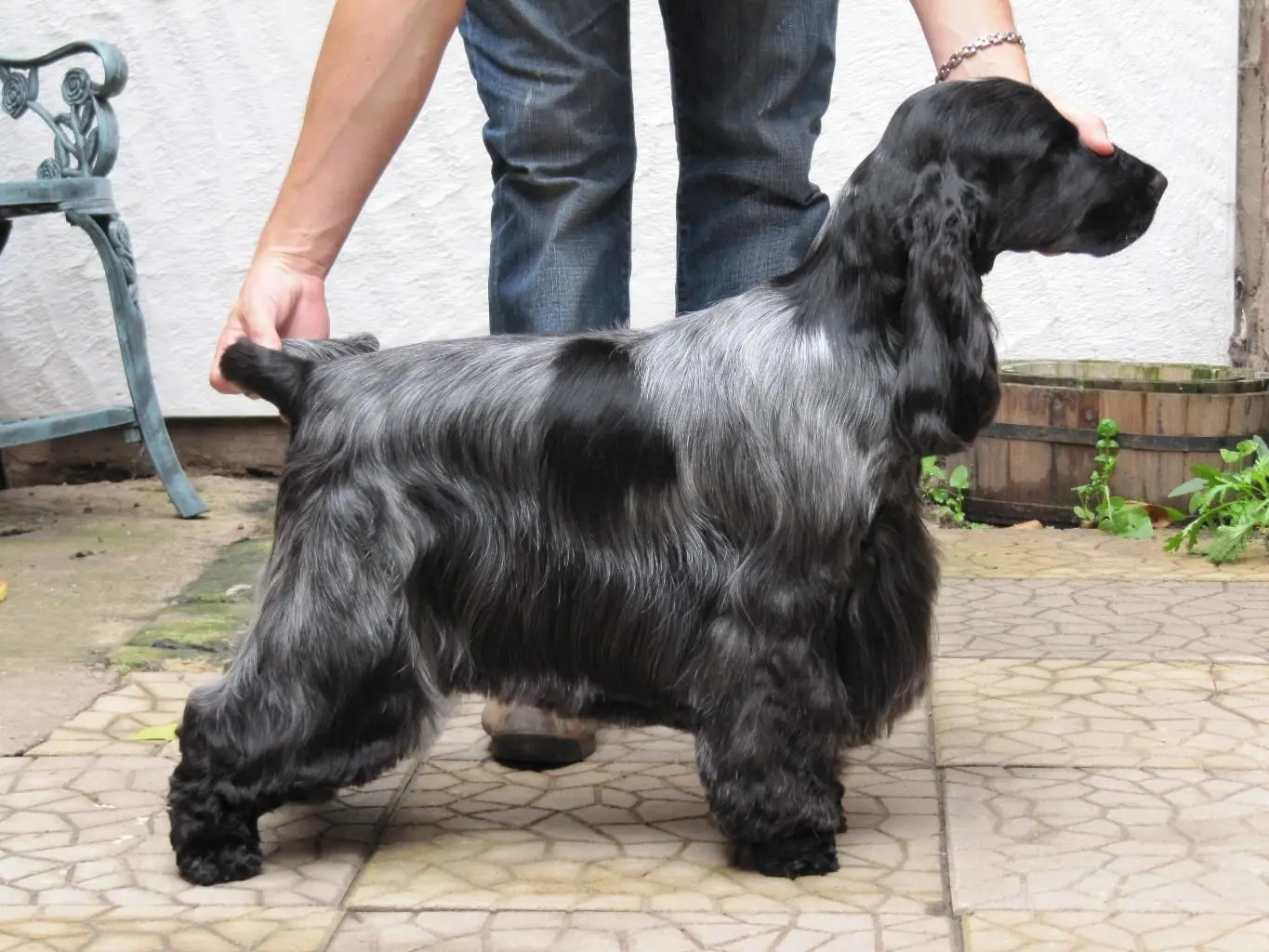 English Cocker Spaniel