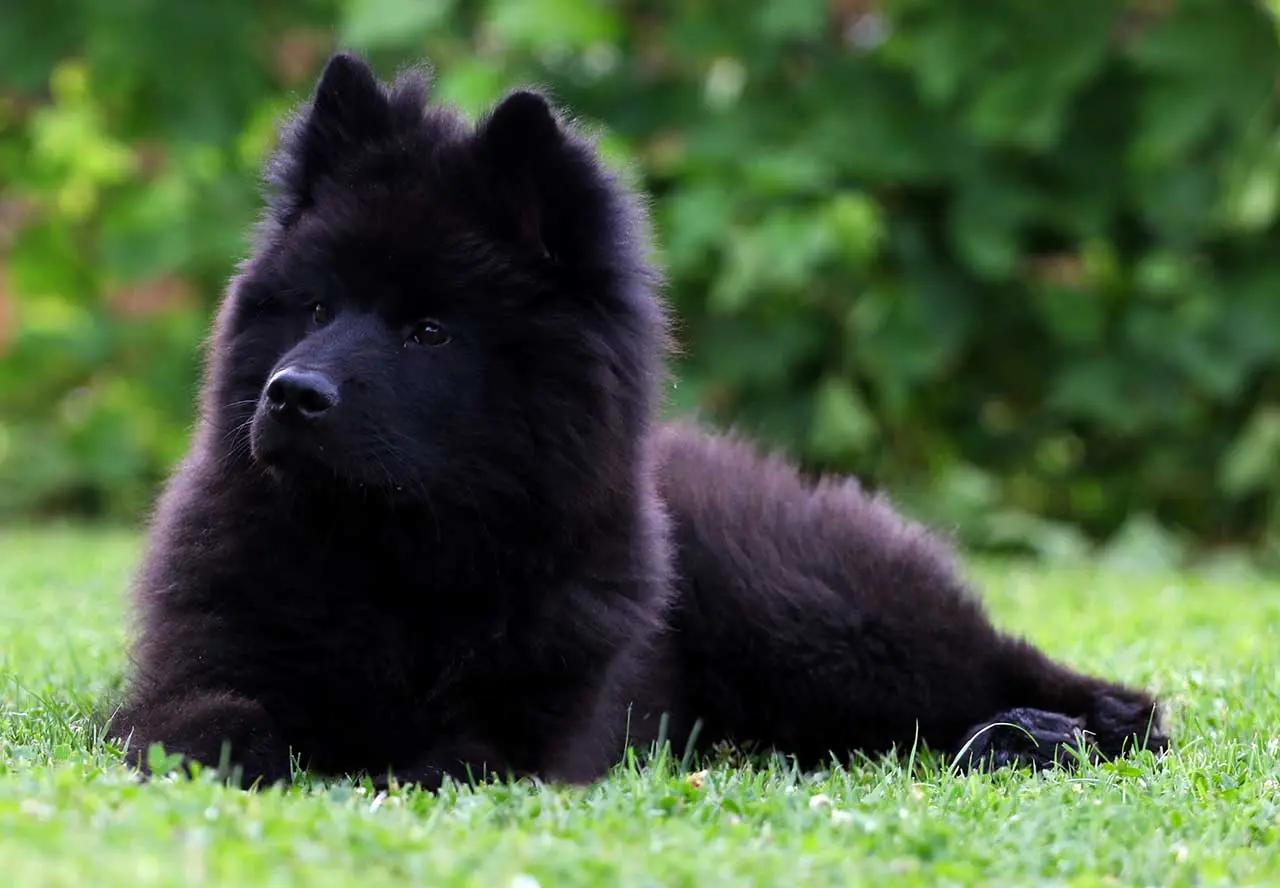 Eurasier Welpe
