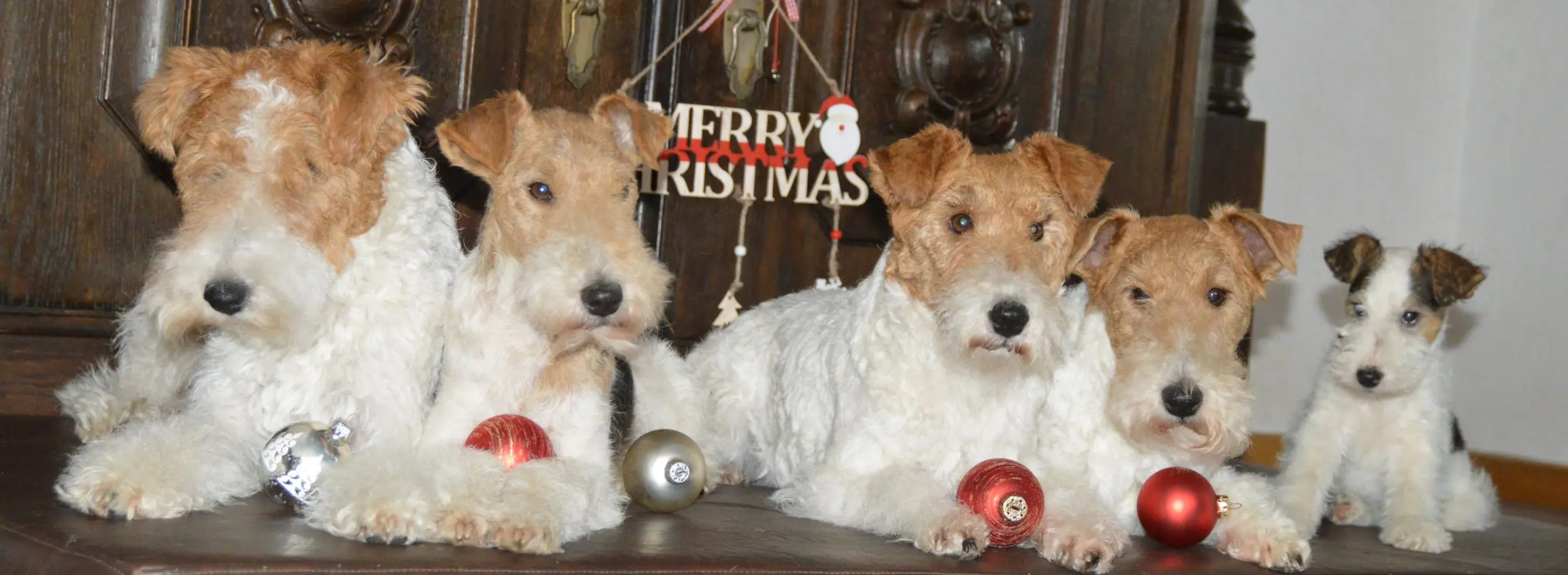 Foxterrier