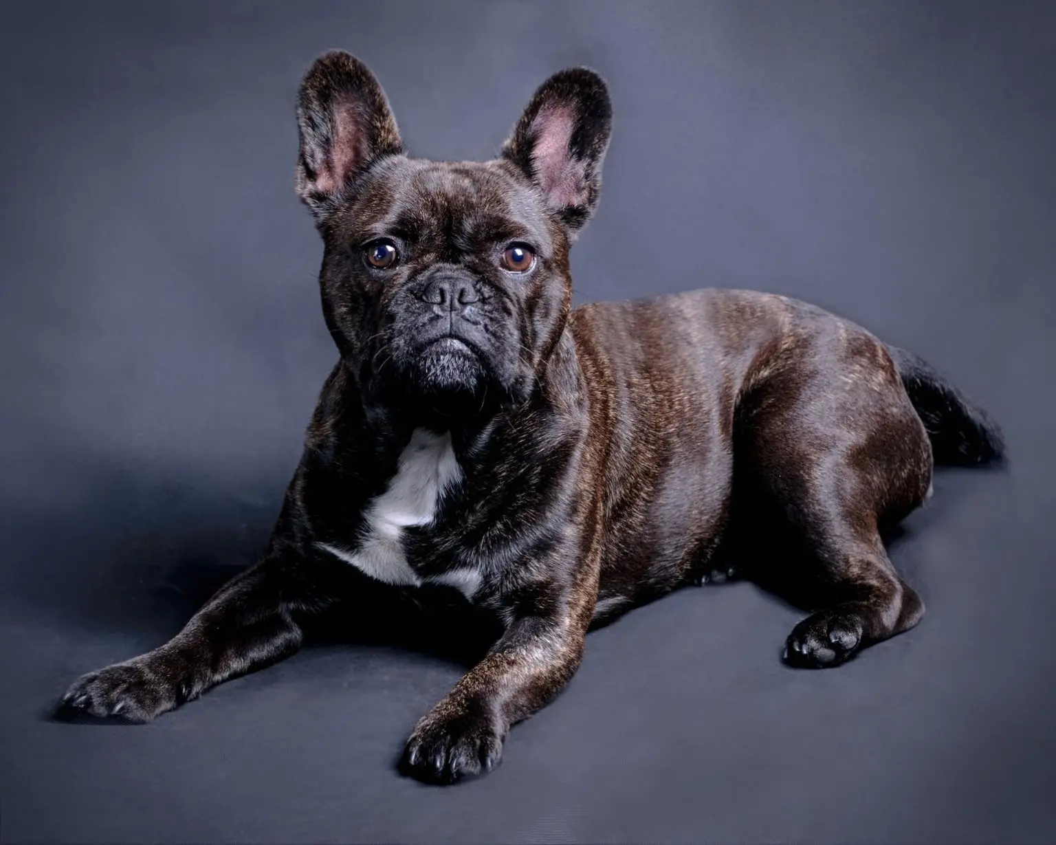 Französische Bulldogge