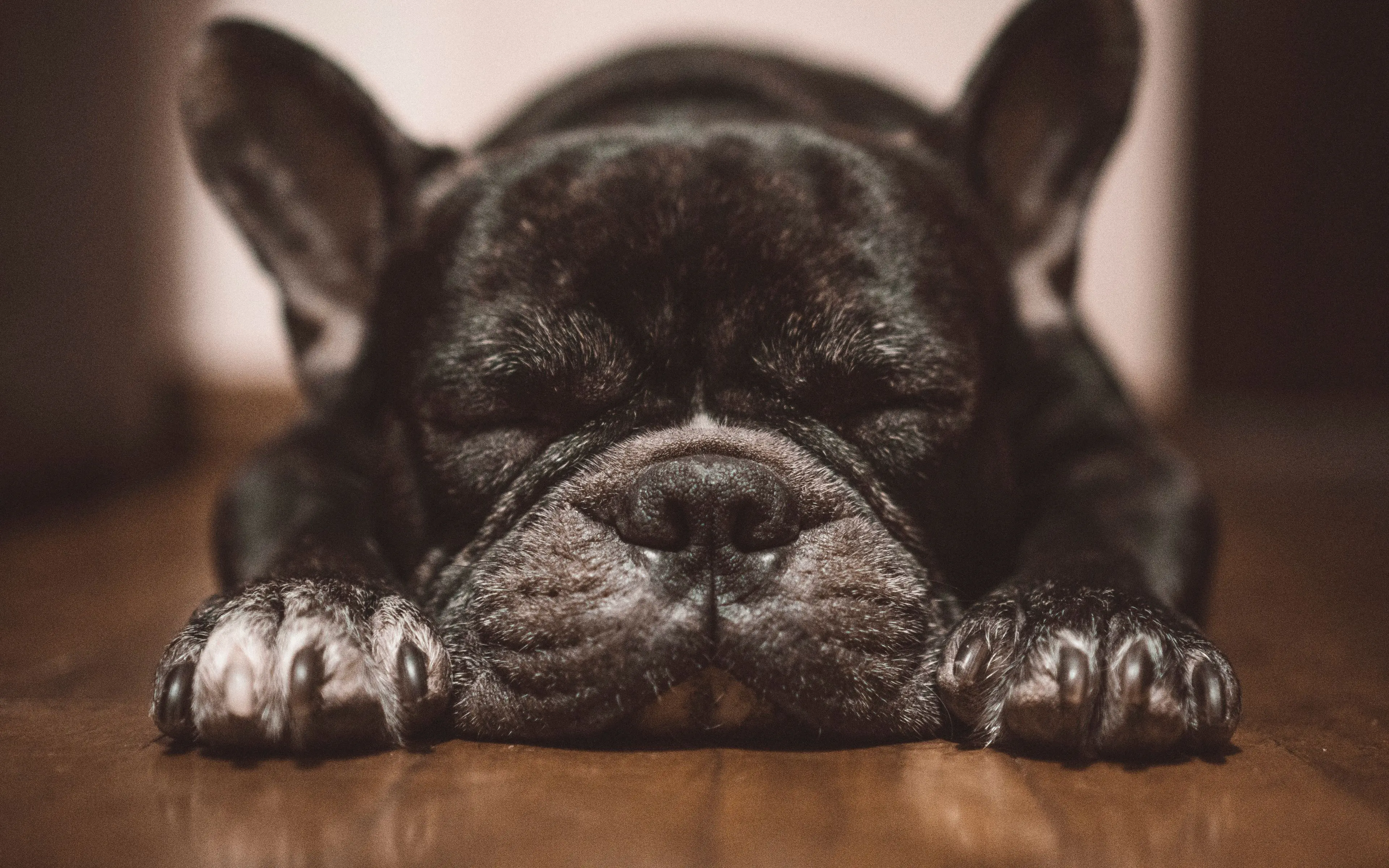 french bulldog sleeping