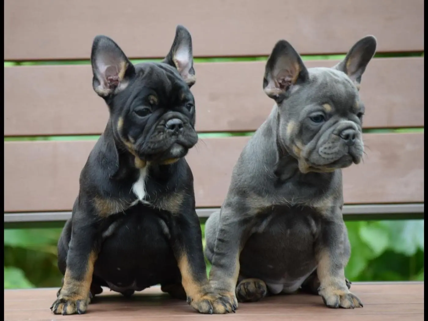 French Bulldog
