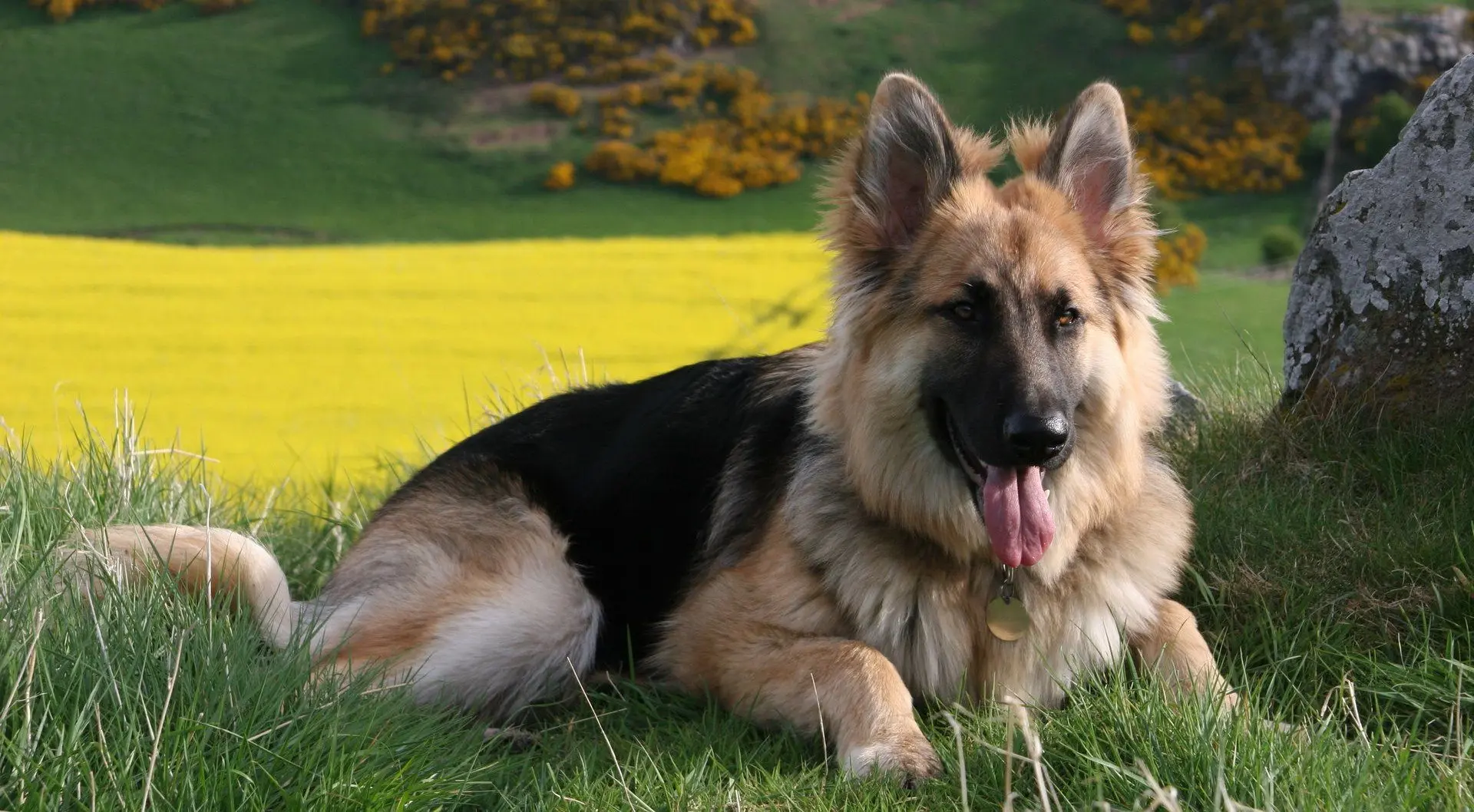 german shepherd dog