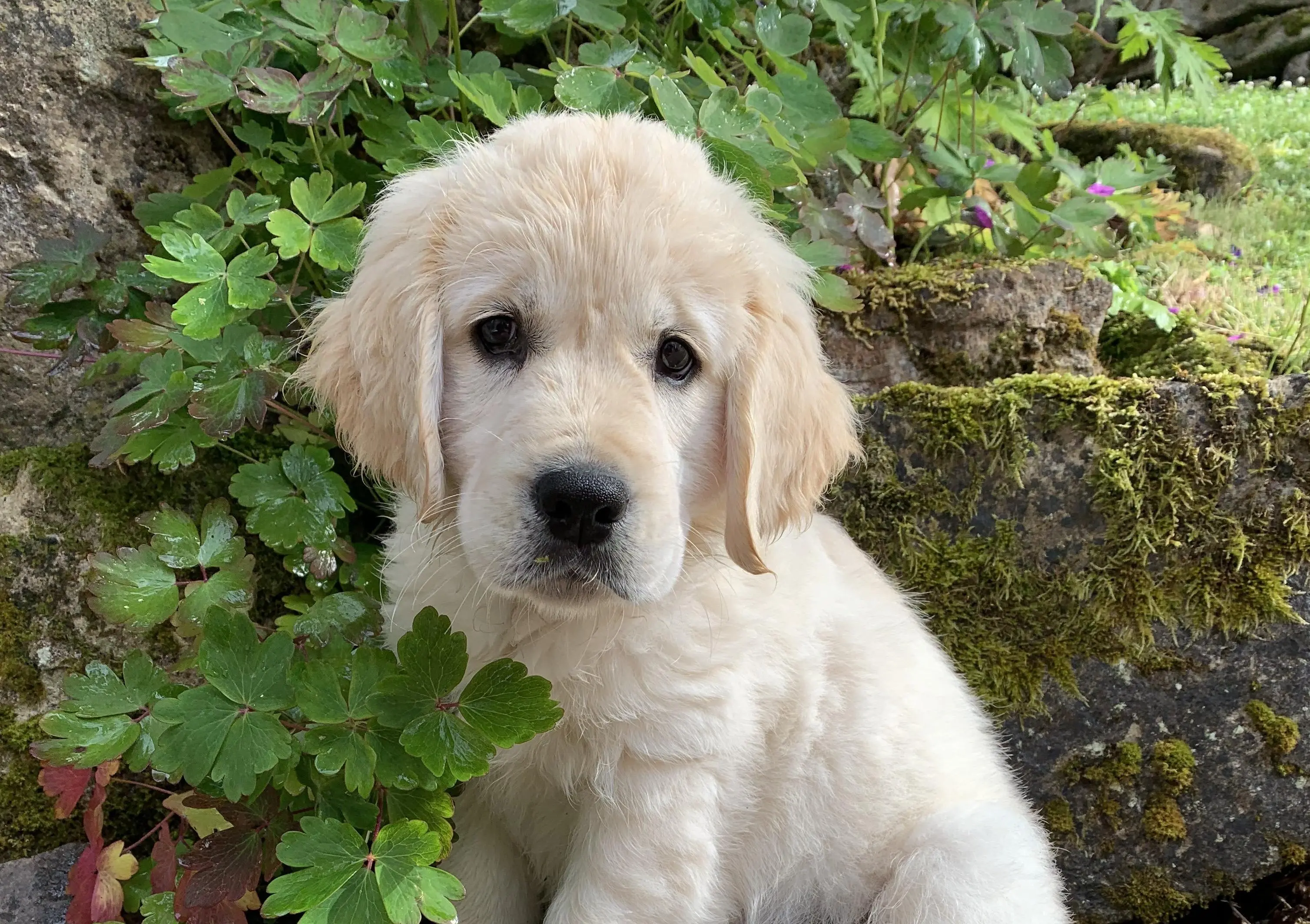 golden retriever puppy