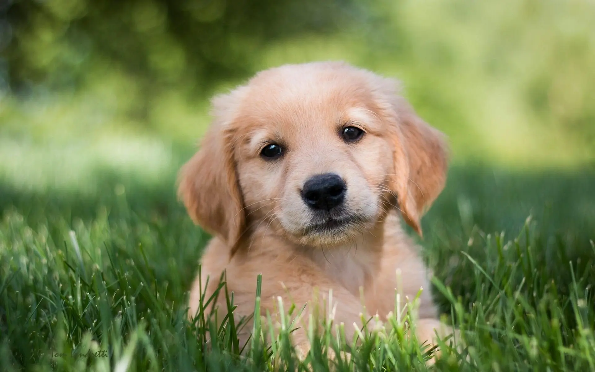 Golden Retriever Welpe