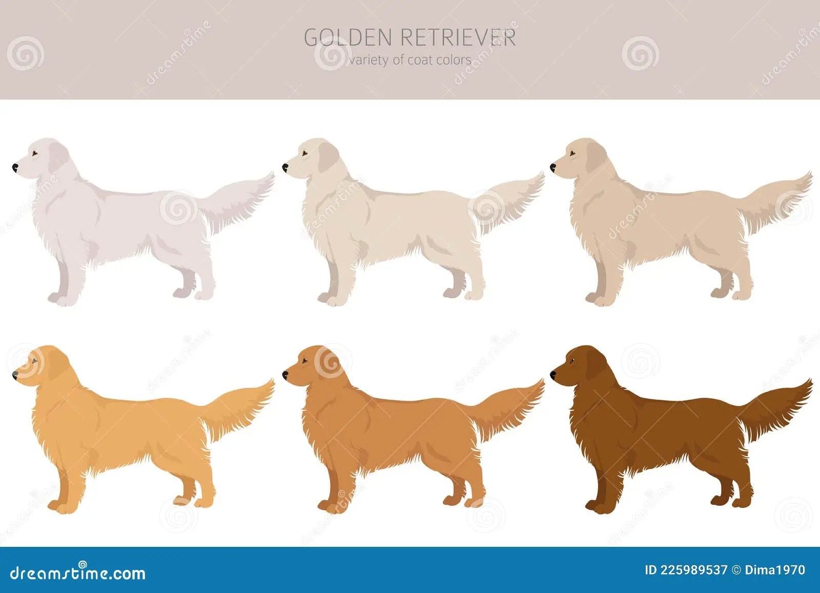 Hunde verschiedenen Rassen