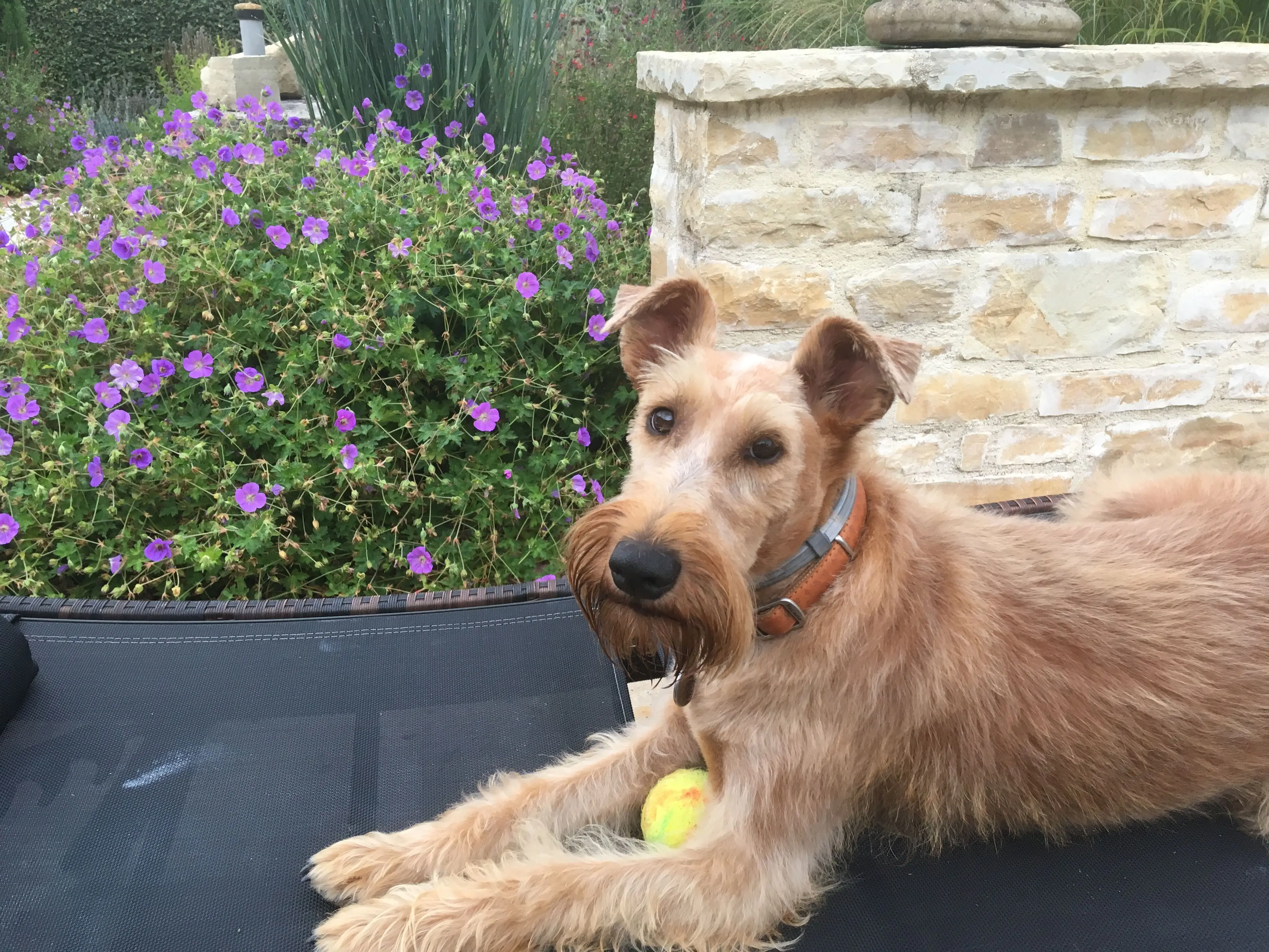 Irischer Setter Welpe