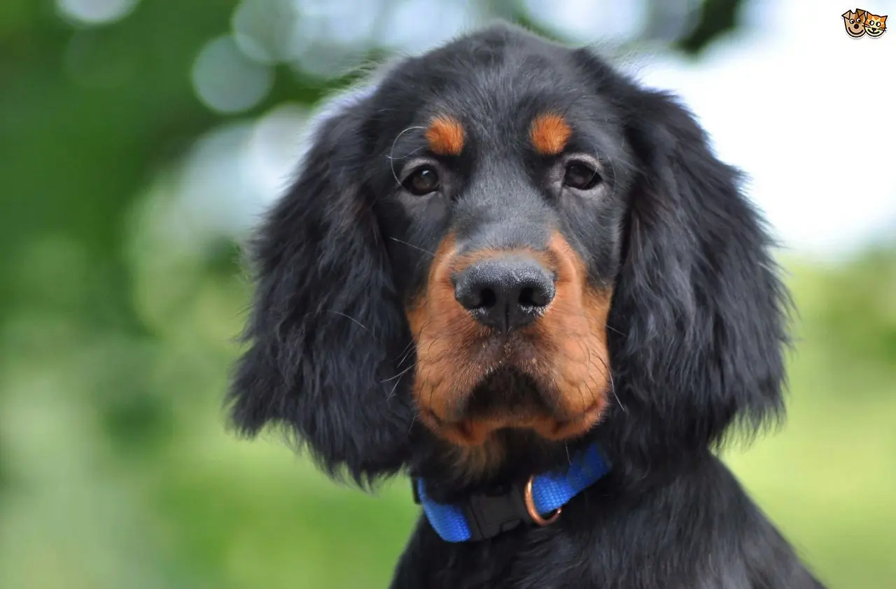 img/irischer-setter.webp