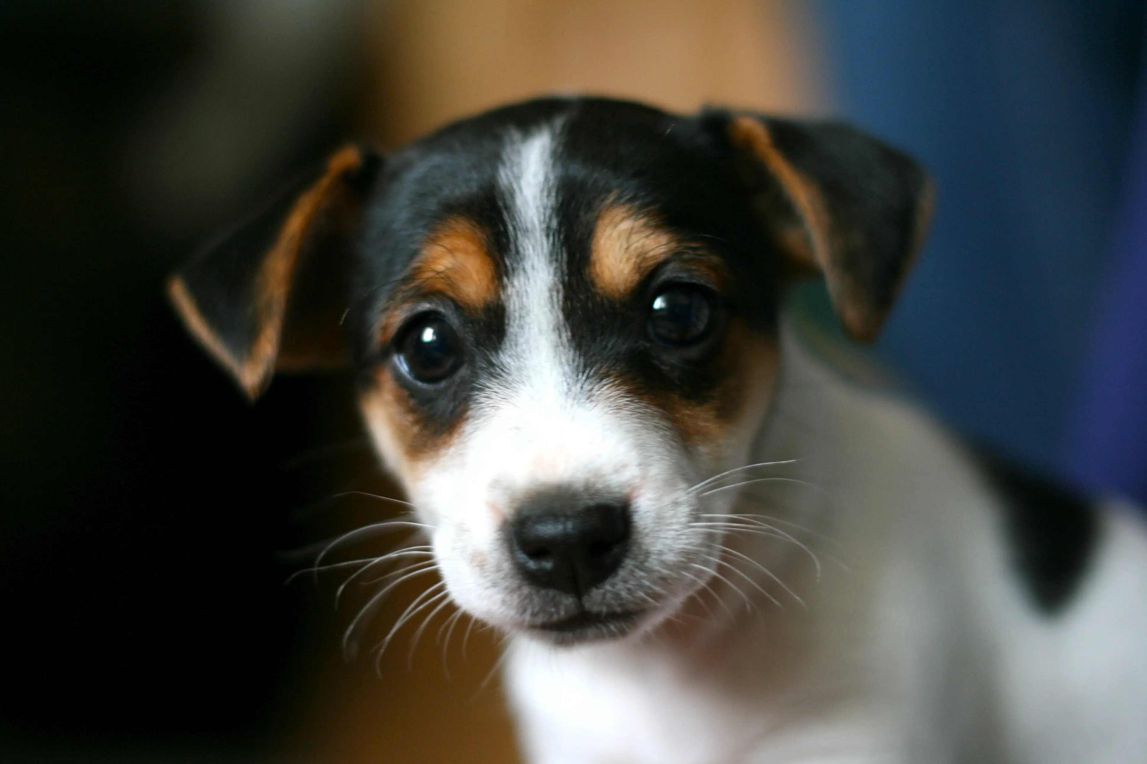 Jack Russel Welpe