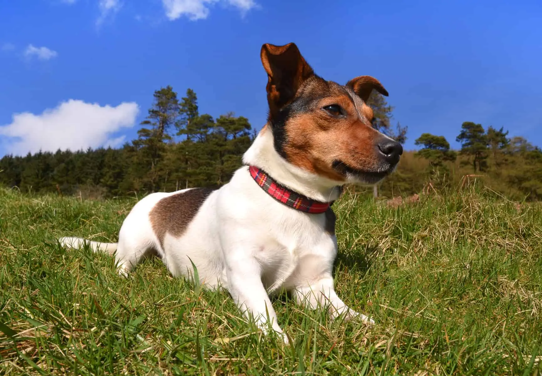 Jack Russell Terrier