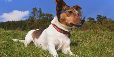 img/jack-russell-terrier.webp
