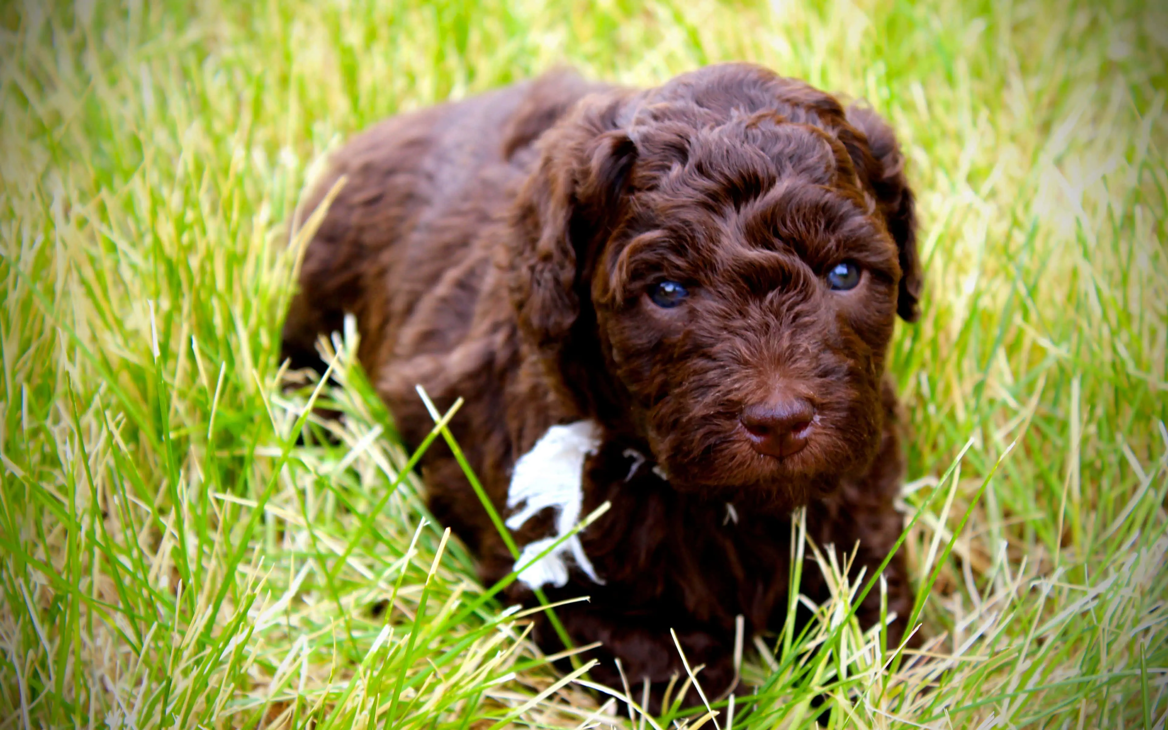 Labradoodle